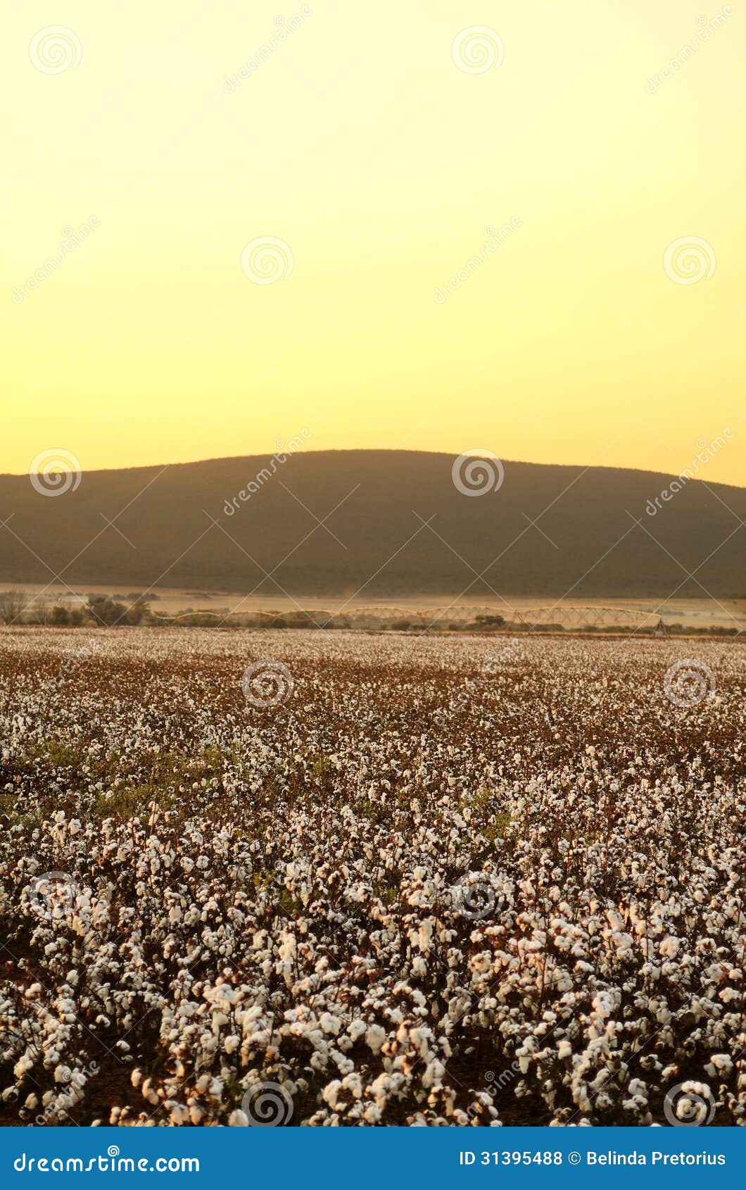 Cotton field at sunset stock photo. Image of system, capsule 31395488