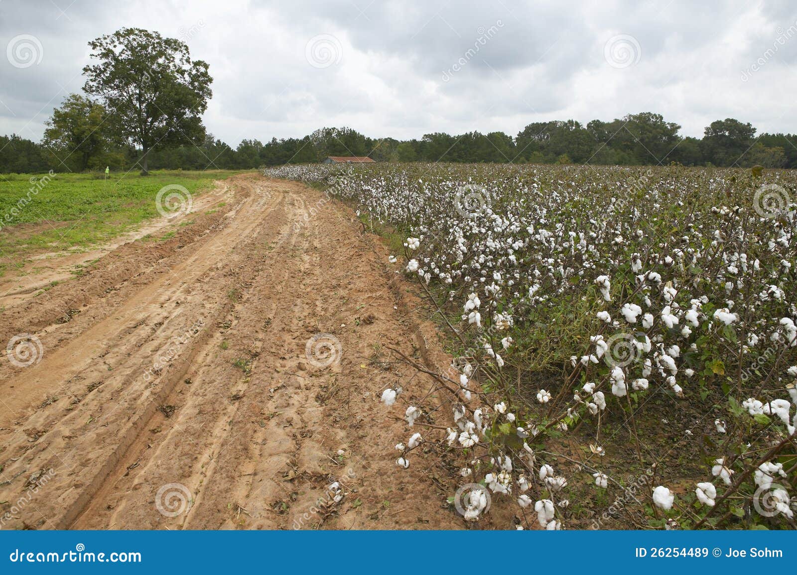 Cotton fields stock image. Image of united, cotton, bolls 26254489