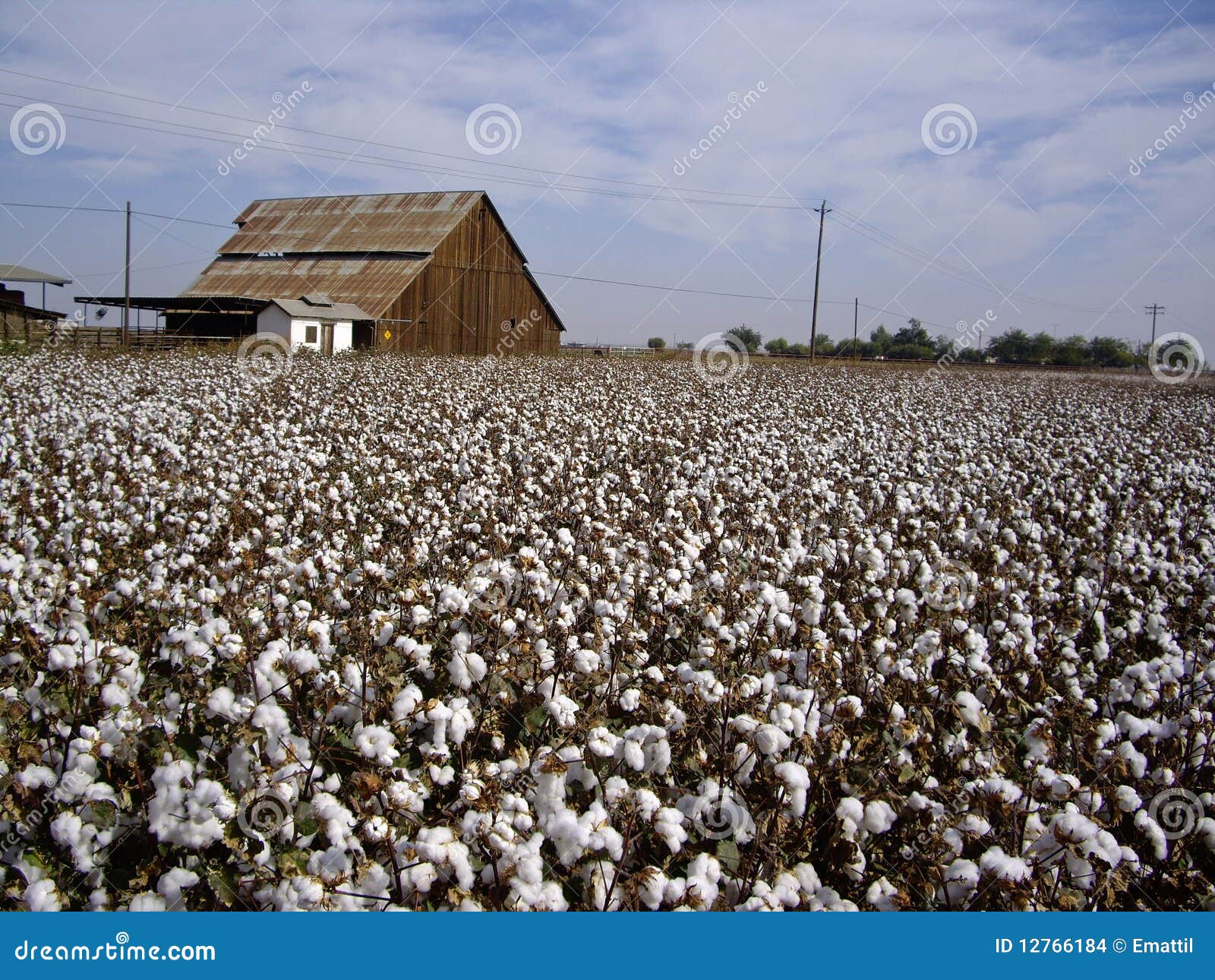 Cotton Fields Back Home stock photo. Image of daytime 12766184