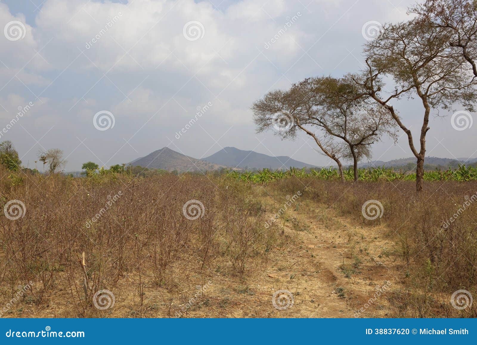 Cotton fields of karnataka stock photo. Image of india 38837620