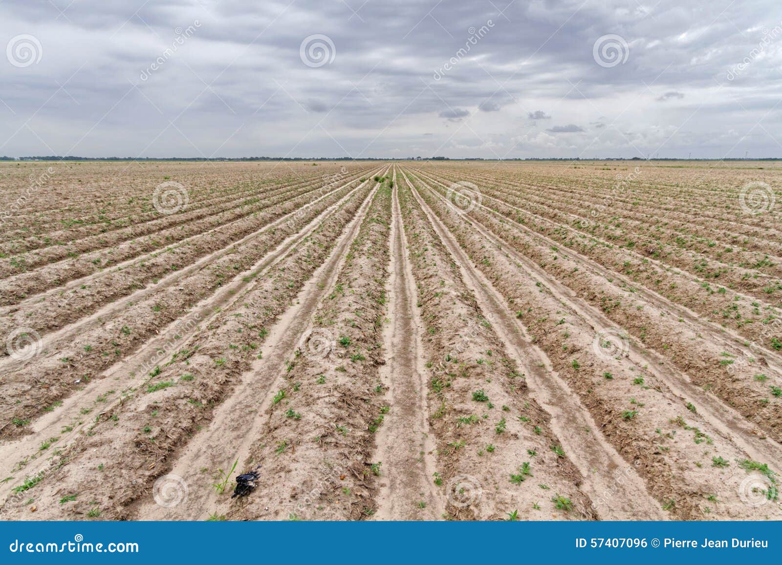 Cotton Fields of Mississippi Stock Photo Image of ecology, farm 57407096