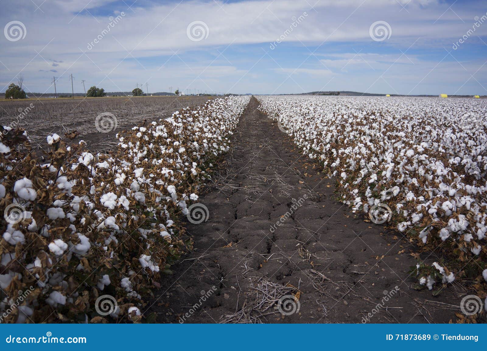 Cotton Fields Ready for Harvesting in Australia Stock Image Image of