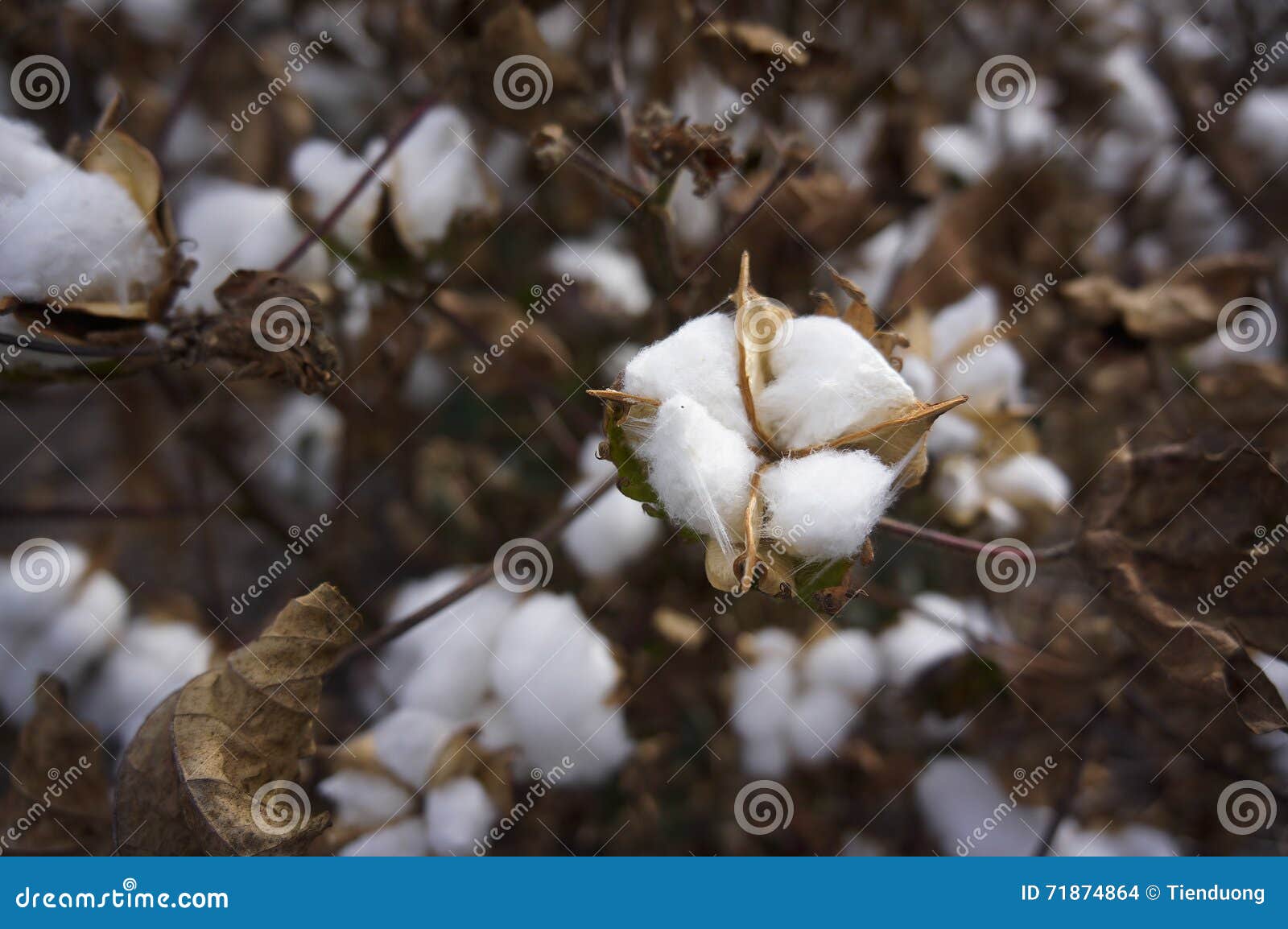 Cotton Fields Australia at Olga Tatum blog