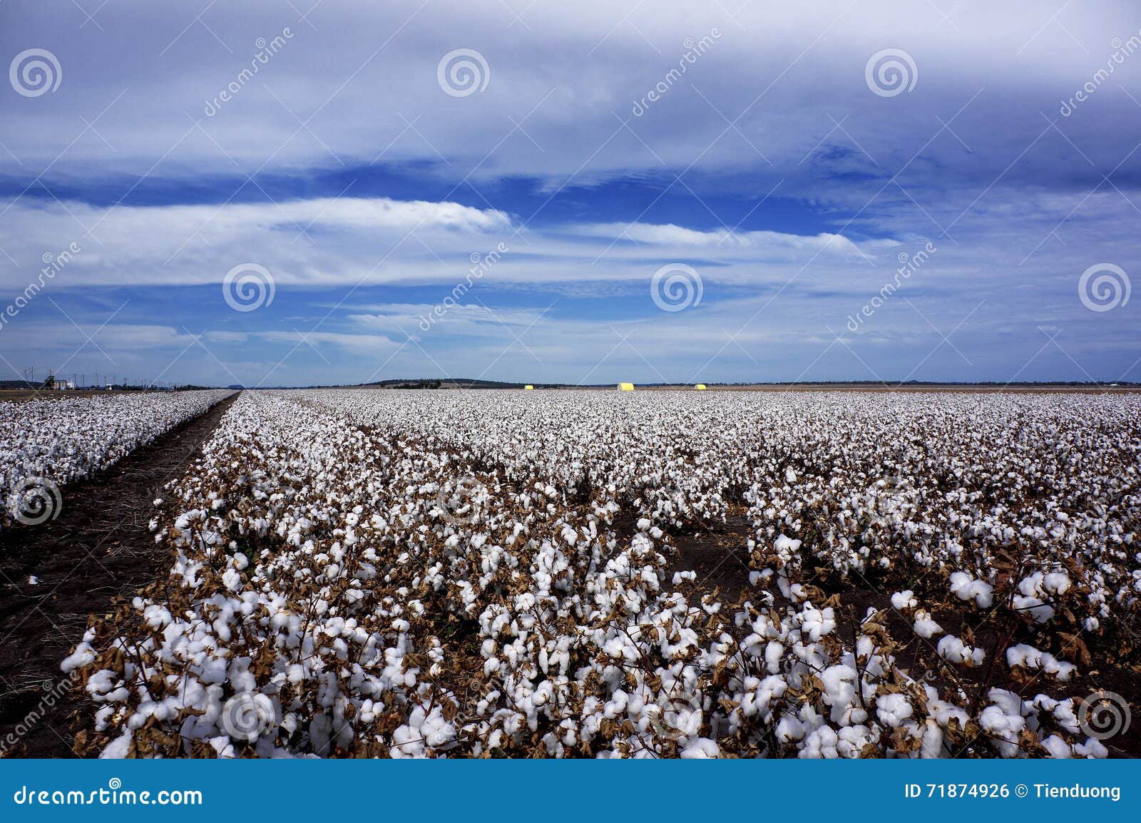 Cotton Fields Ready for Harvesting in Australia Stock Photo Image of
