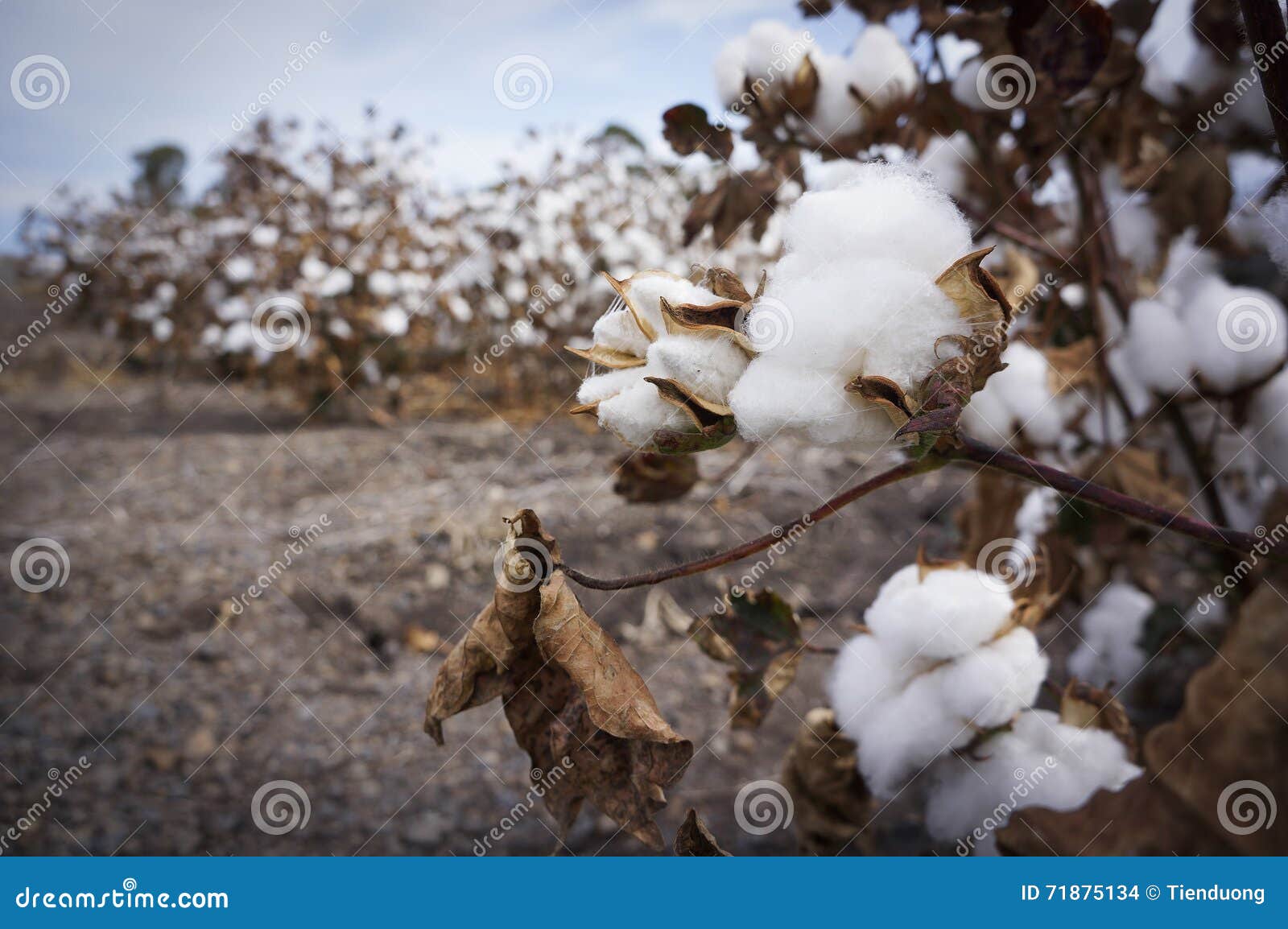 Cotton Fields Ready for Harvesting in Australia Stock Photo Image of