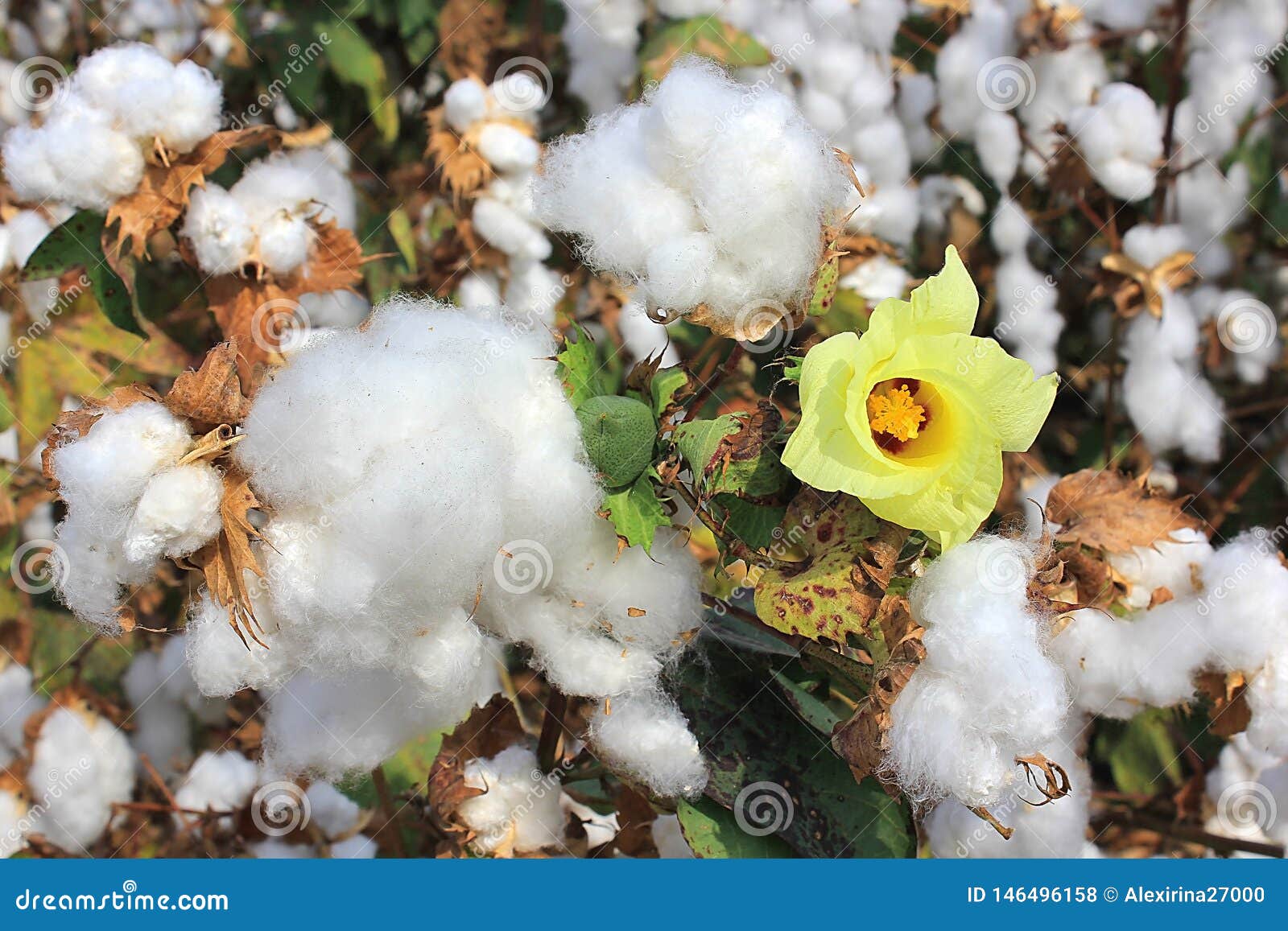Cotton Fields with Ripe Cotton Ready for Harvesting Stock Photo Image