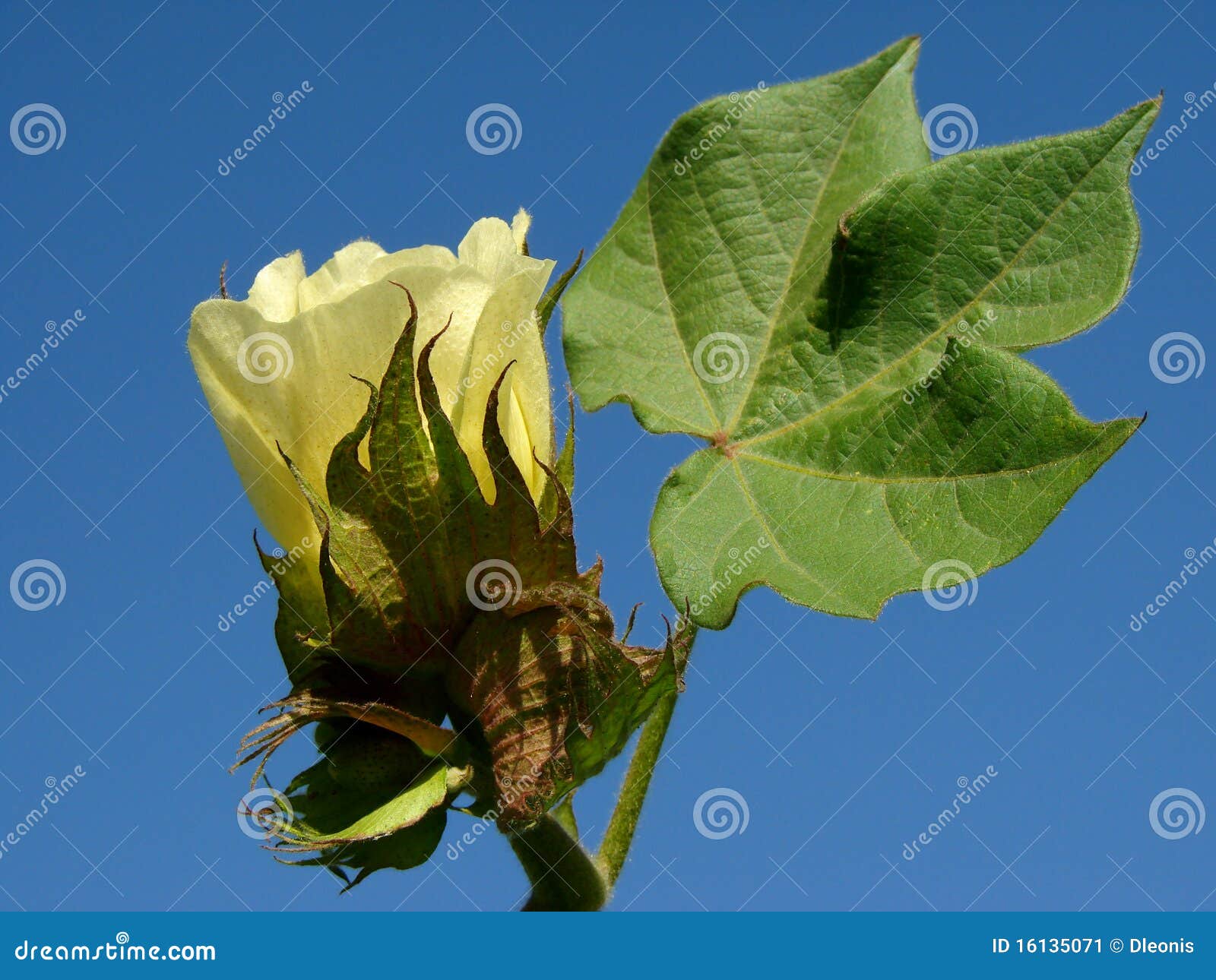 Cotton flower stock image. Image of growth, bloom, countryside 16135071