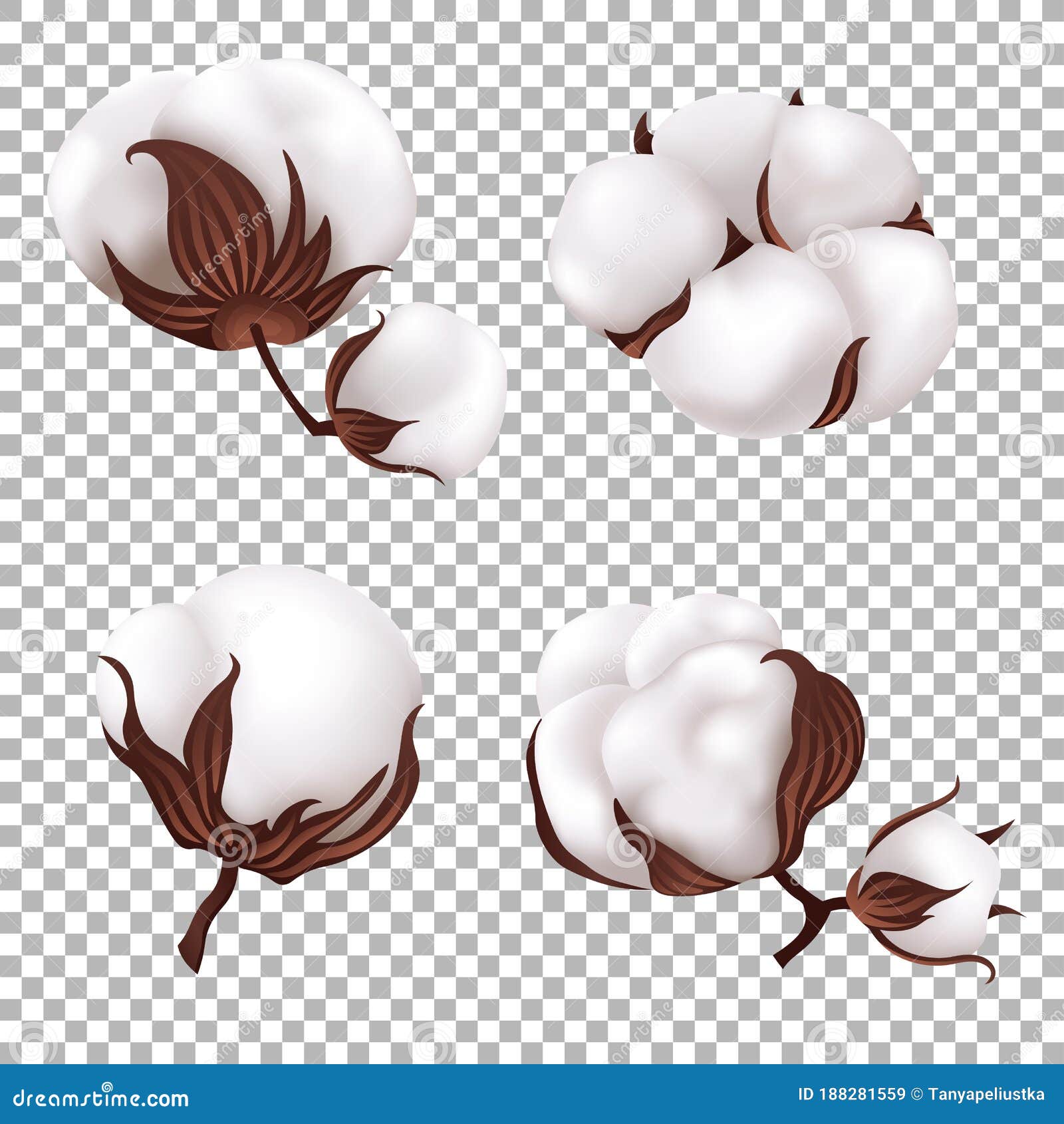 Cotton Flowers Isolated. Vector Illustrtion Stock Vector Illustration