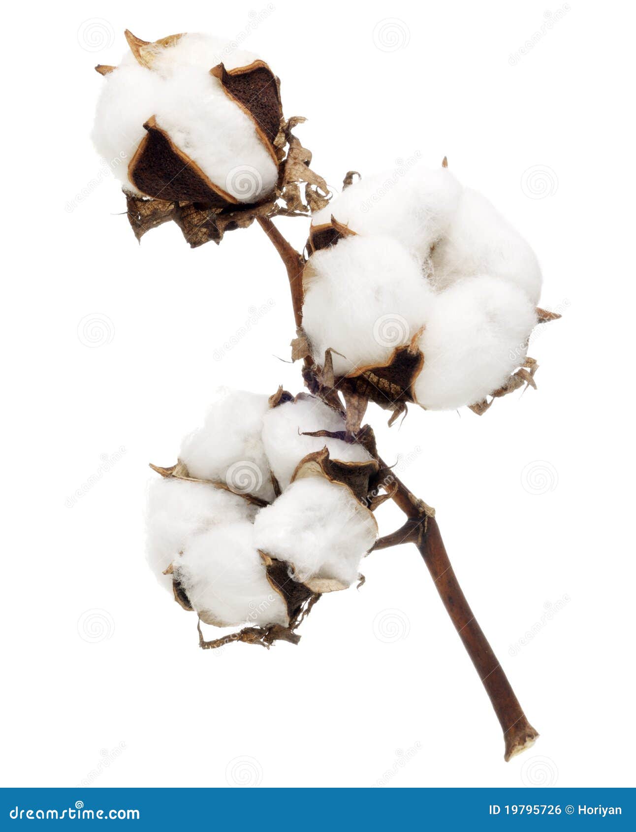 Cotton flower stock photo. Image of soft, texture, pure 19795726