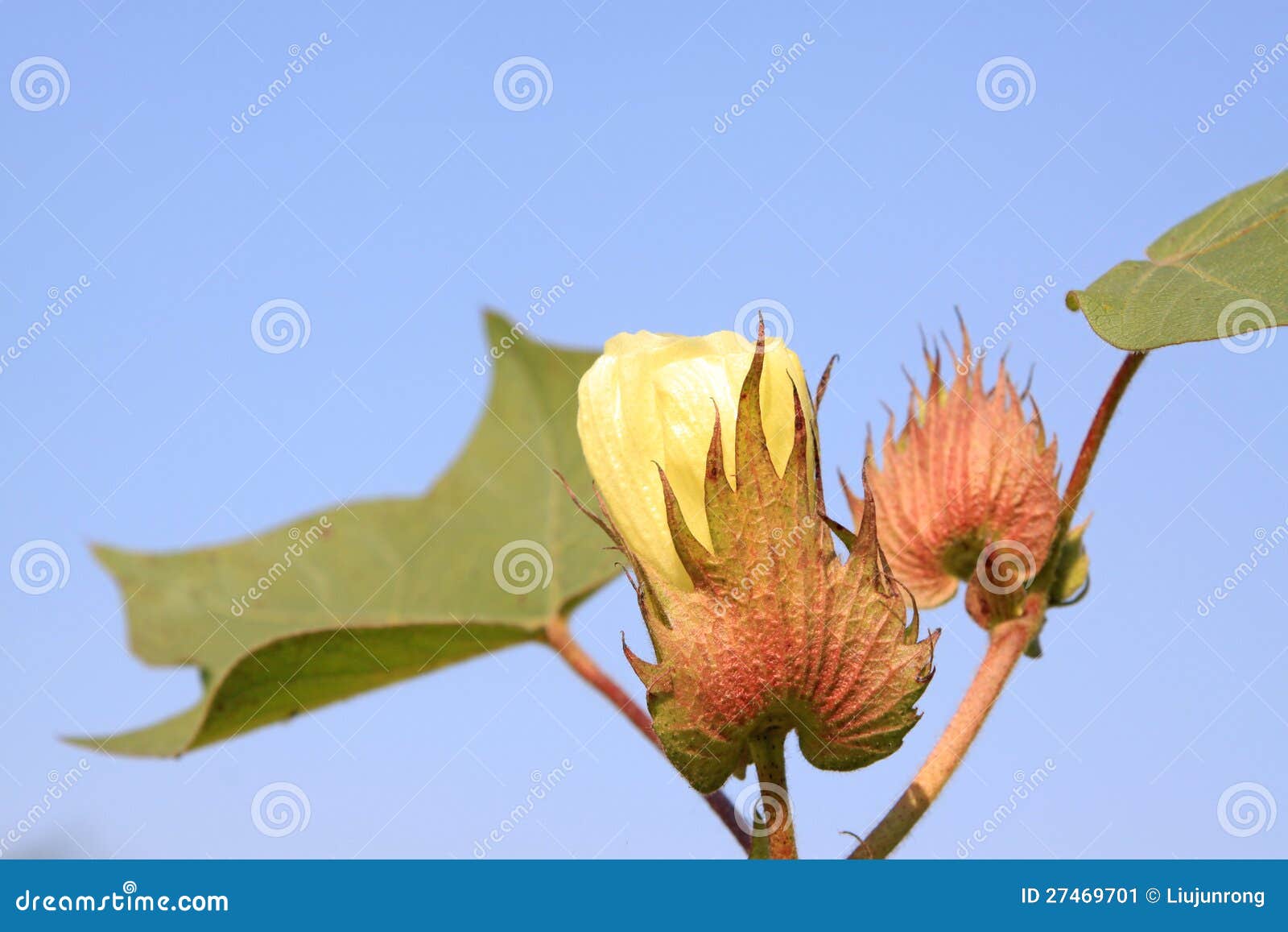 Cotton flower stock image. Image of leaf, flowers, details 27469701