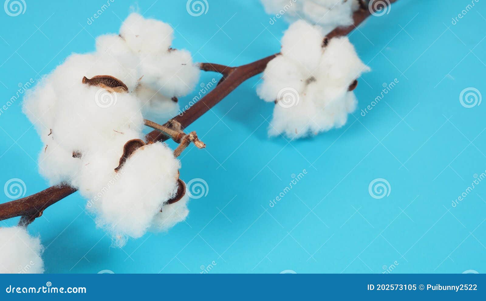 Cotton Flower on Blue Background Stock Image Image of closeup, nature 202573105