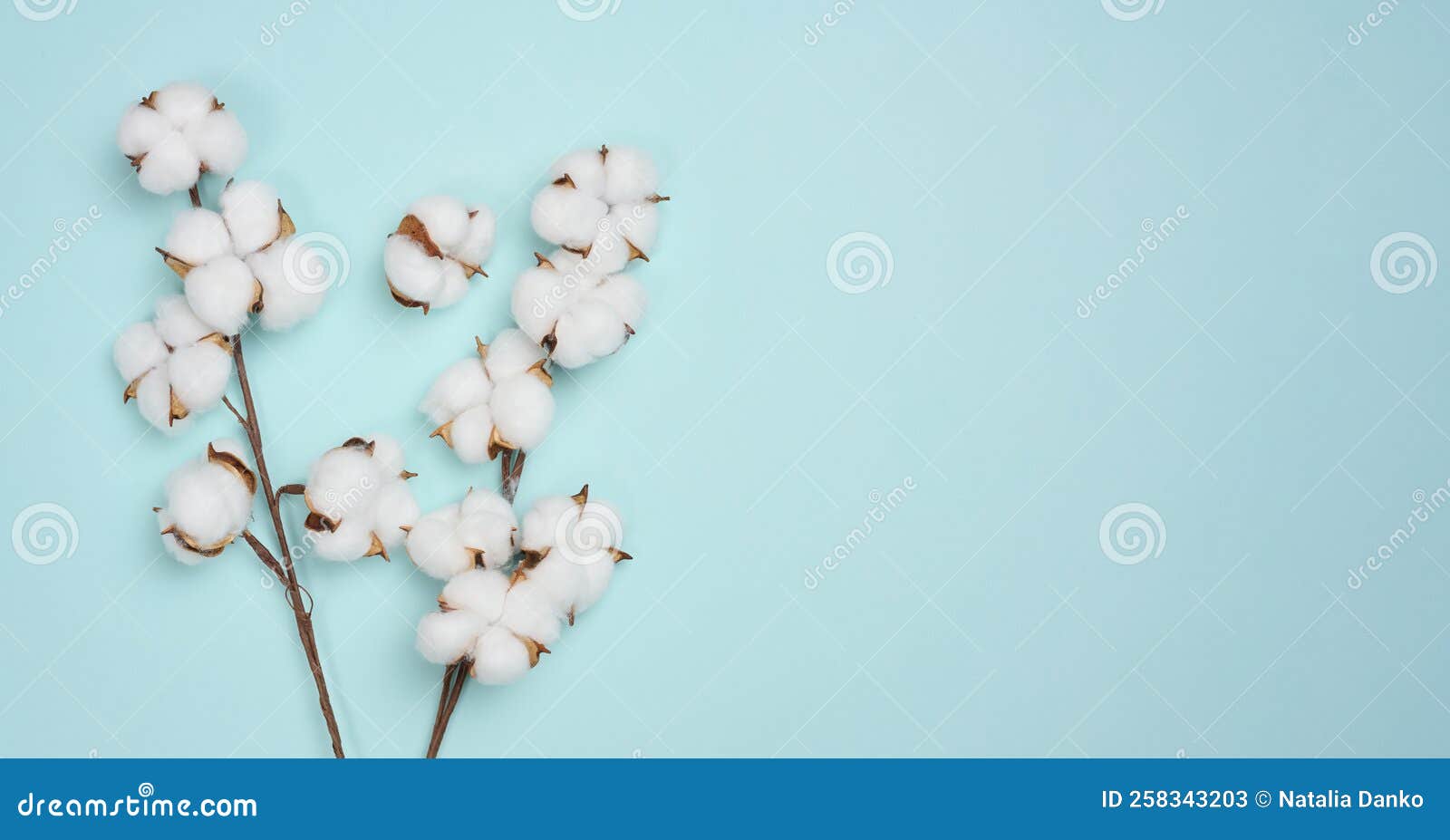 Cotton Flower on a Blue Paper Background, Overhead. Minimalism Flat Lay Composition Stock Image