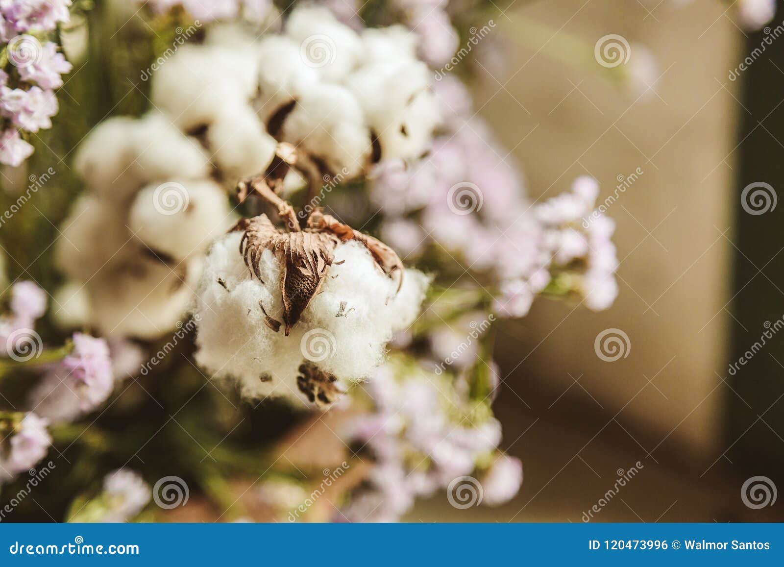 Cotton flower stock photo. Image of garden, boll, bloom 120473996