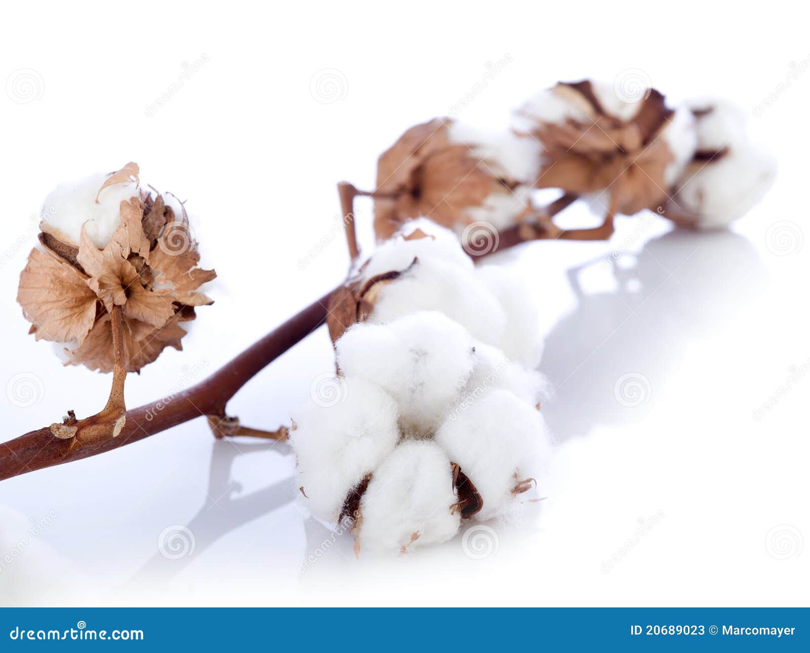 Cotton flower over branch stock image. Image of plant 20689023