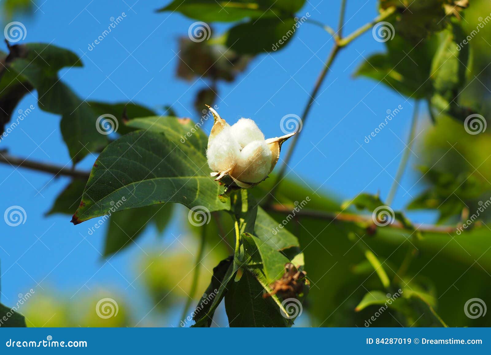 Cotton flower stock image. Image of flower, blue, cotton 84287019