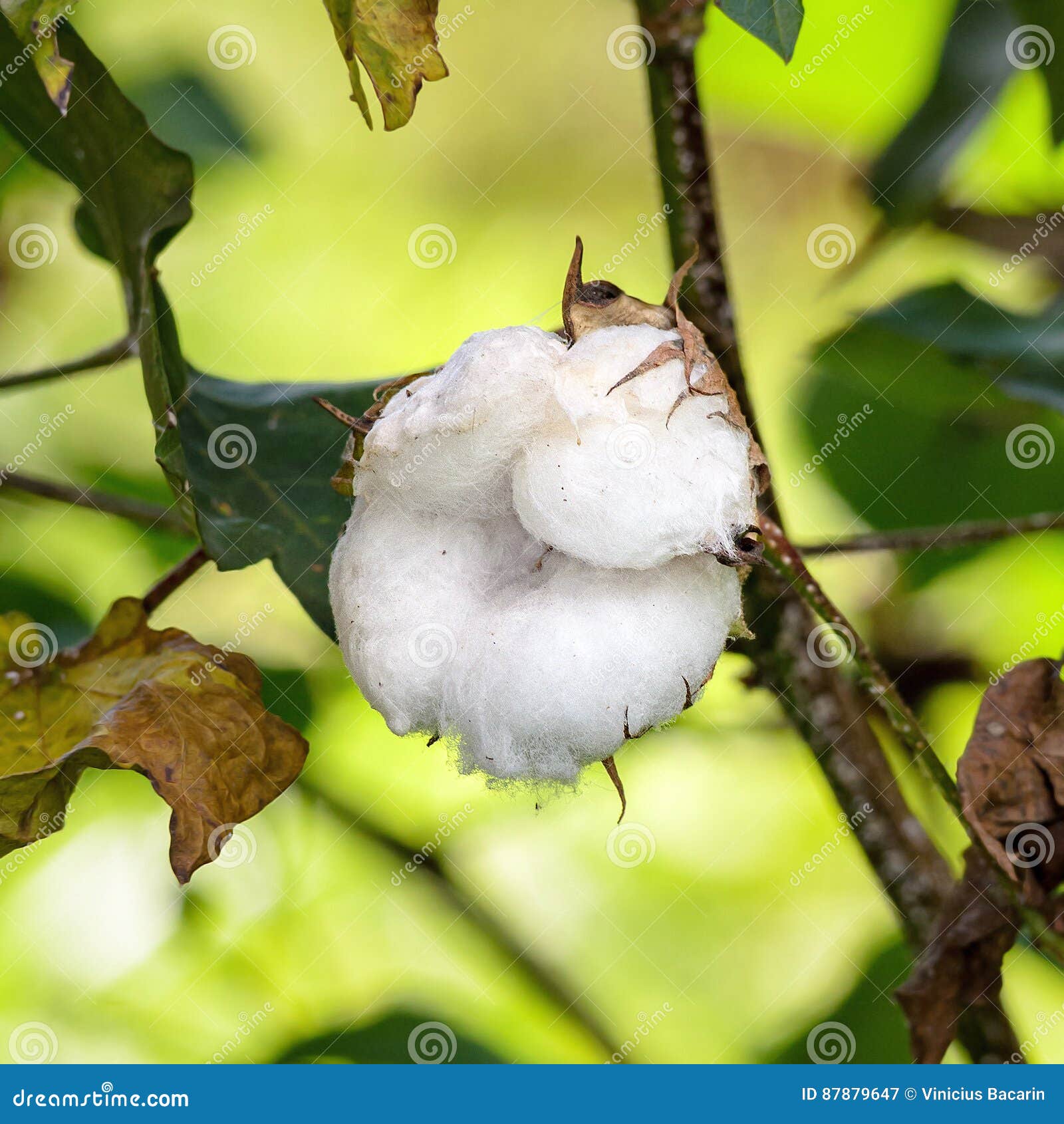 Cotton Flower White Cotton on a Tree Branch Stock Image Image of