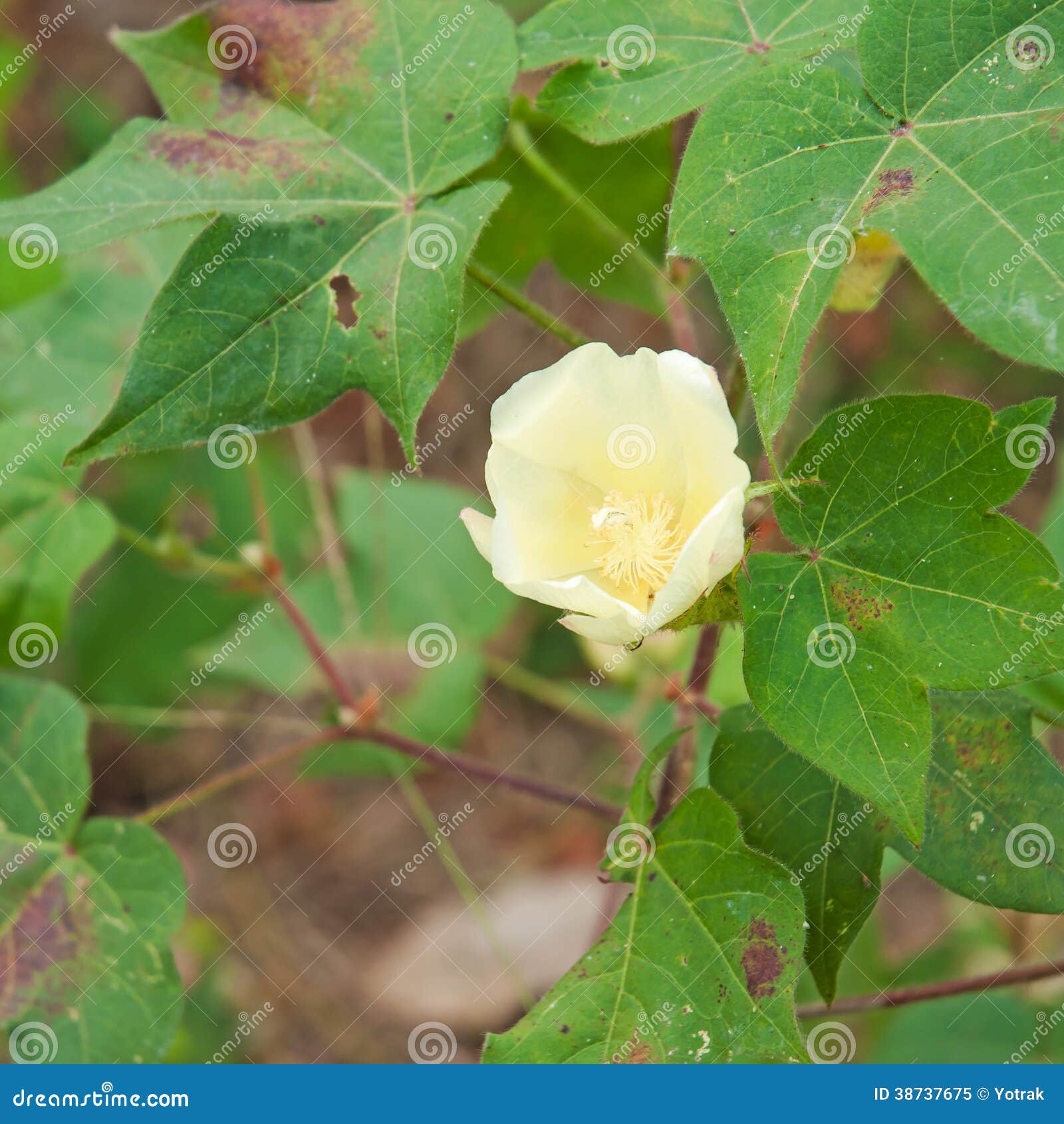 Cotton flower stock image. Image of countryside, plant 38737675