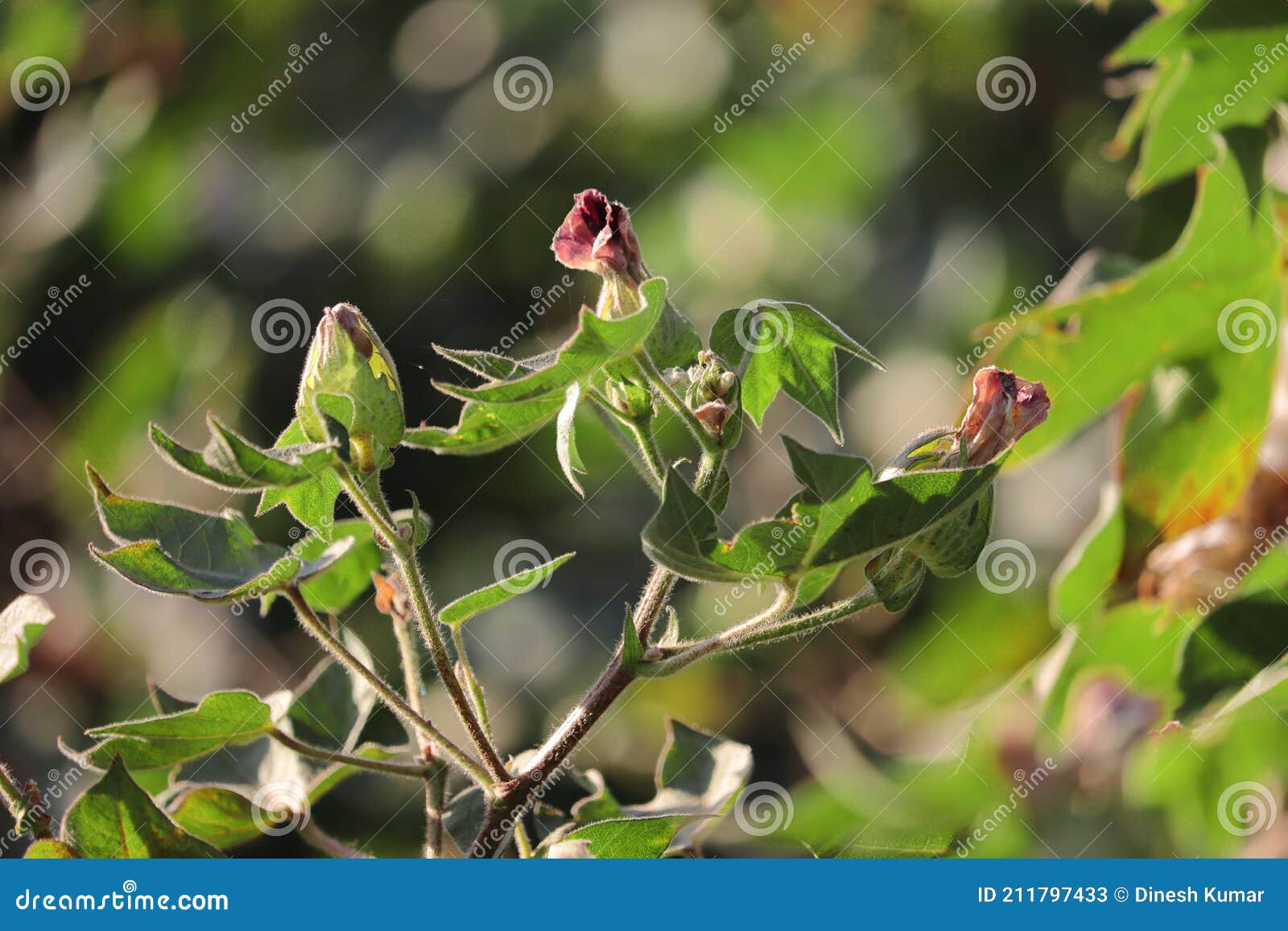 Cotton Flowers Bloom on a Standing Cotton Crop in a Cotton Field Stock
