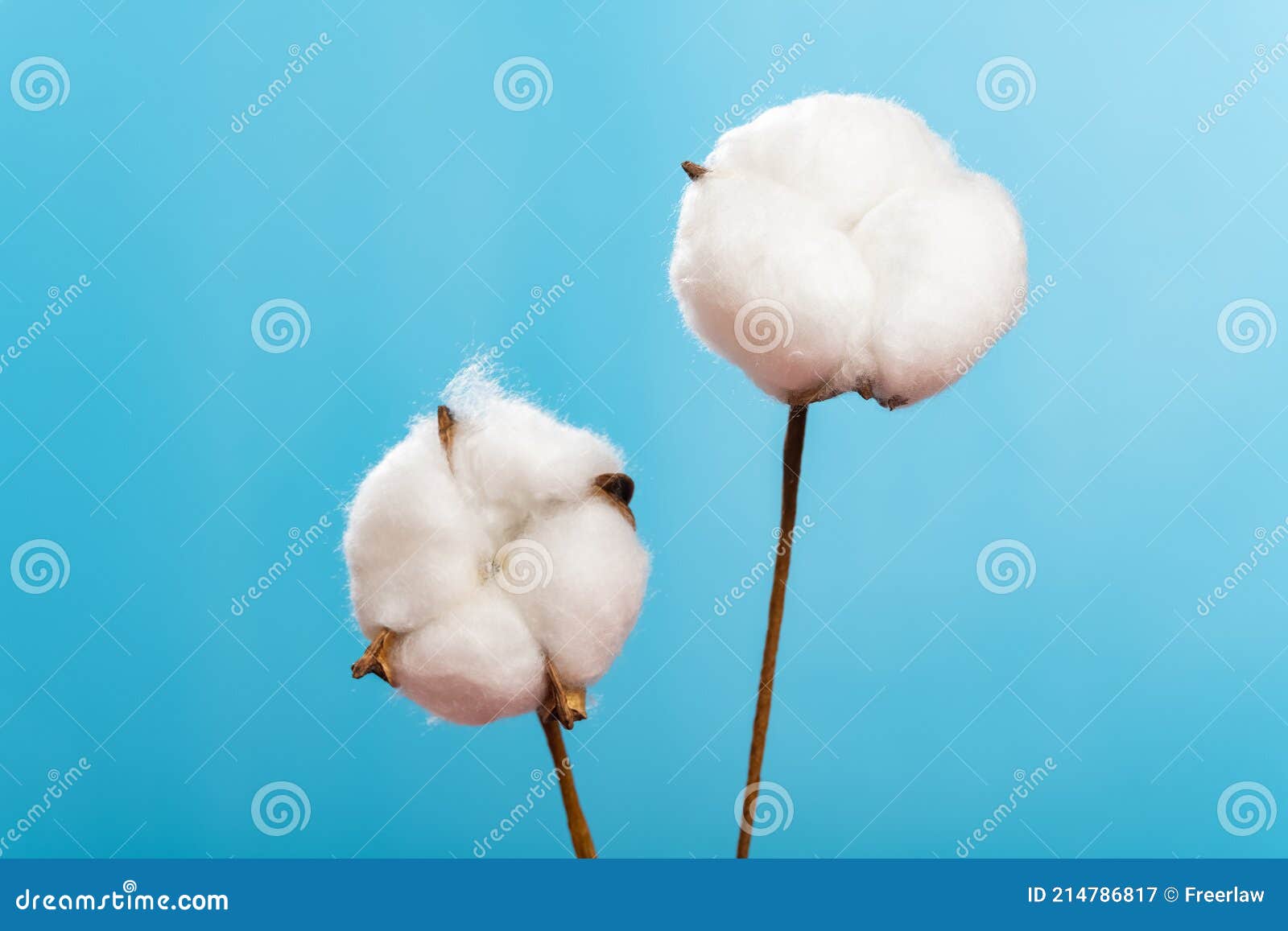 Cotton Flowers on Blue Background Stock Image Image of nature, softness 214786817