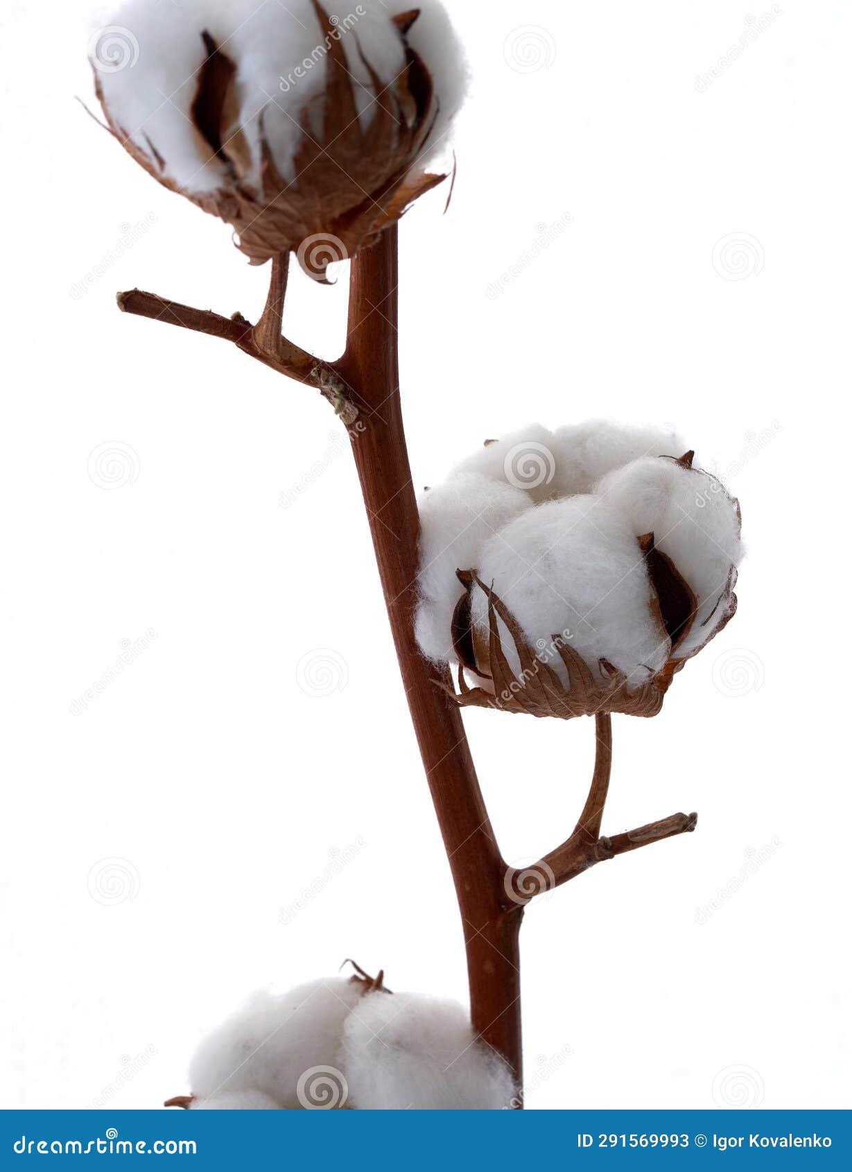 Cotton Flowers Grow on a White Background Stock Image Image of