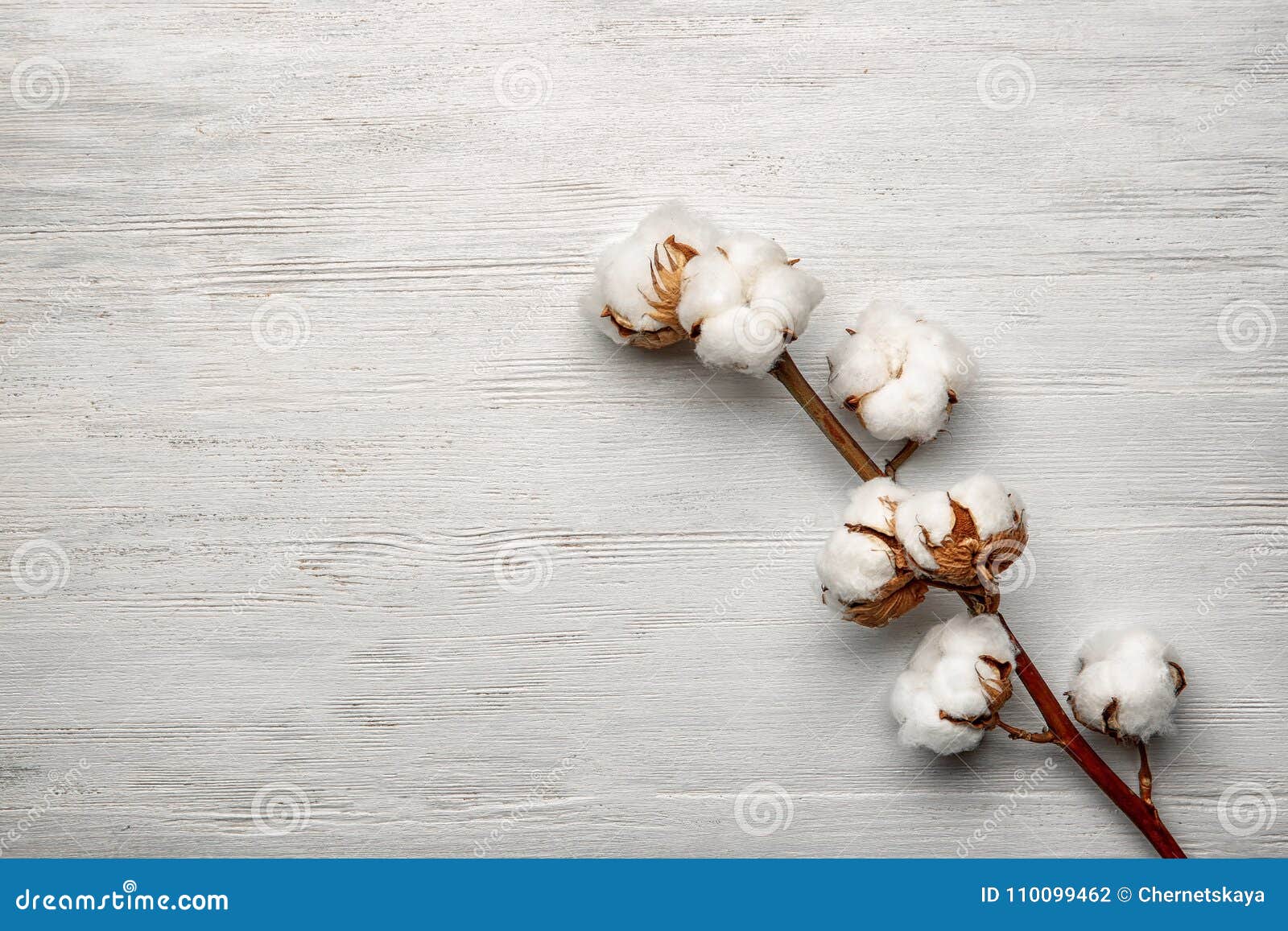 Cotton Flowers on Background Stock Photo Image of copy, flowers 110099462