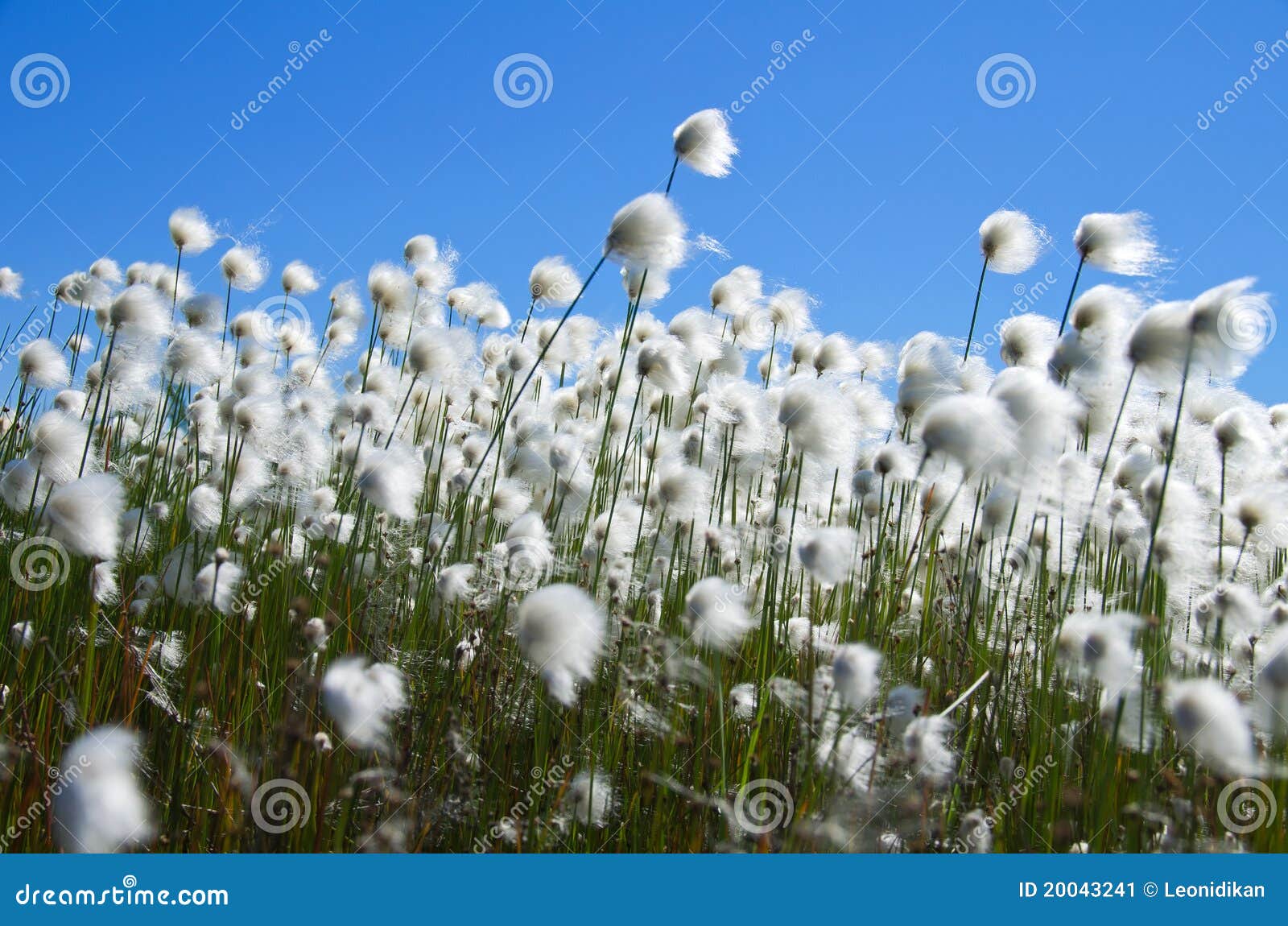Cotton Grass stock image. Image of marsh, north, movement 20043241