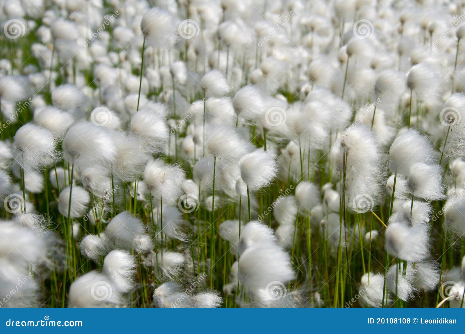 Cotton Grass stock photo. Image of movement, nature, grass 20108108