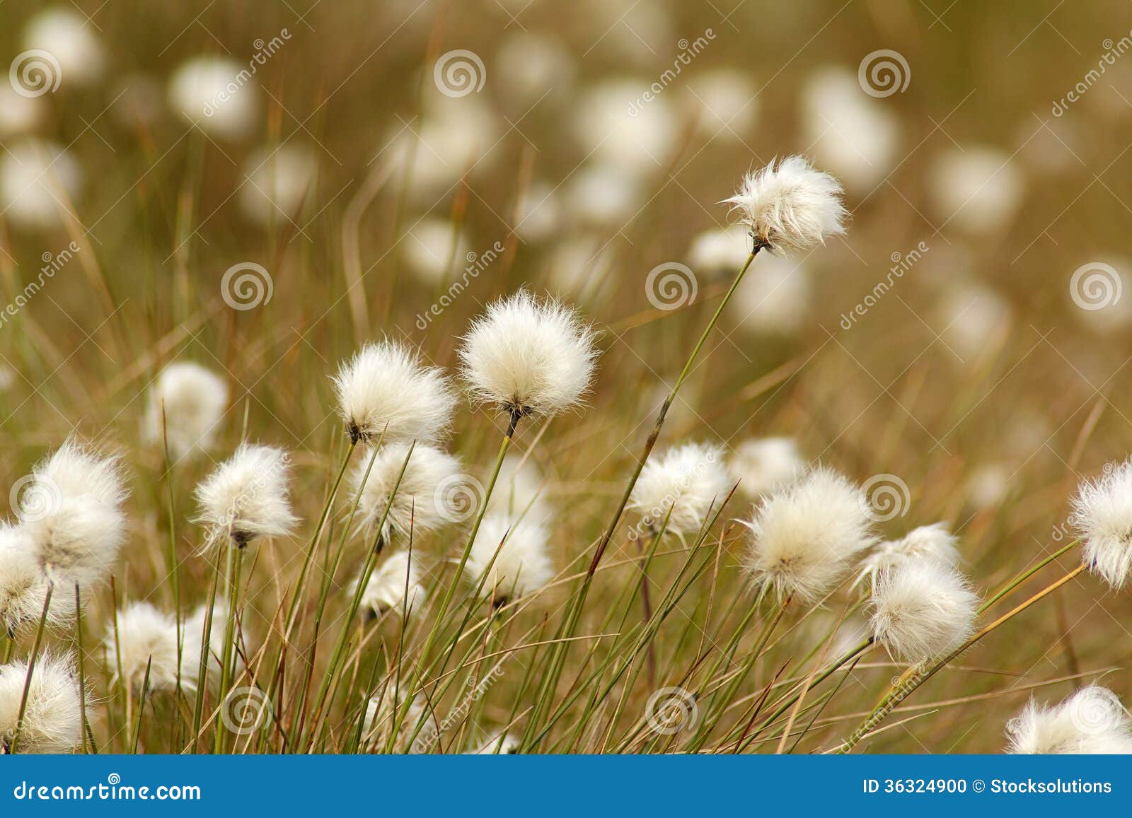 Cotton Grass in bloom stock photo. Image of arctic, scenic 36324900
