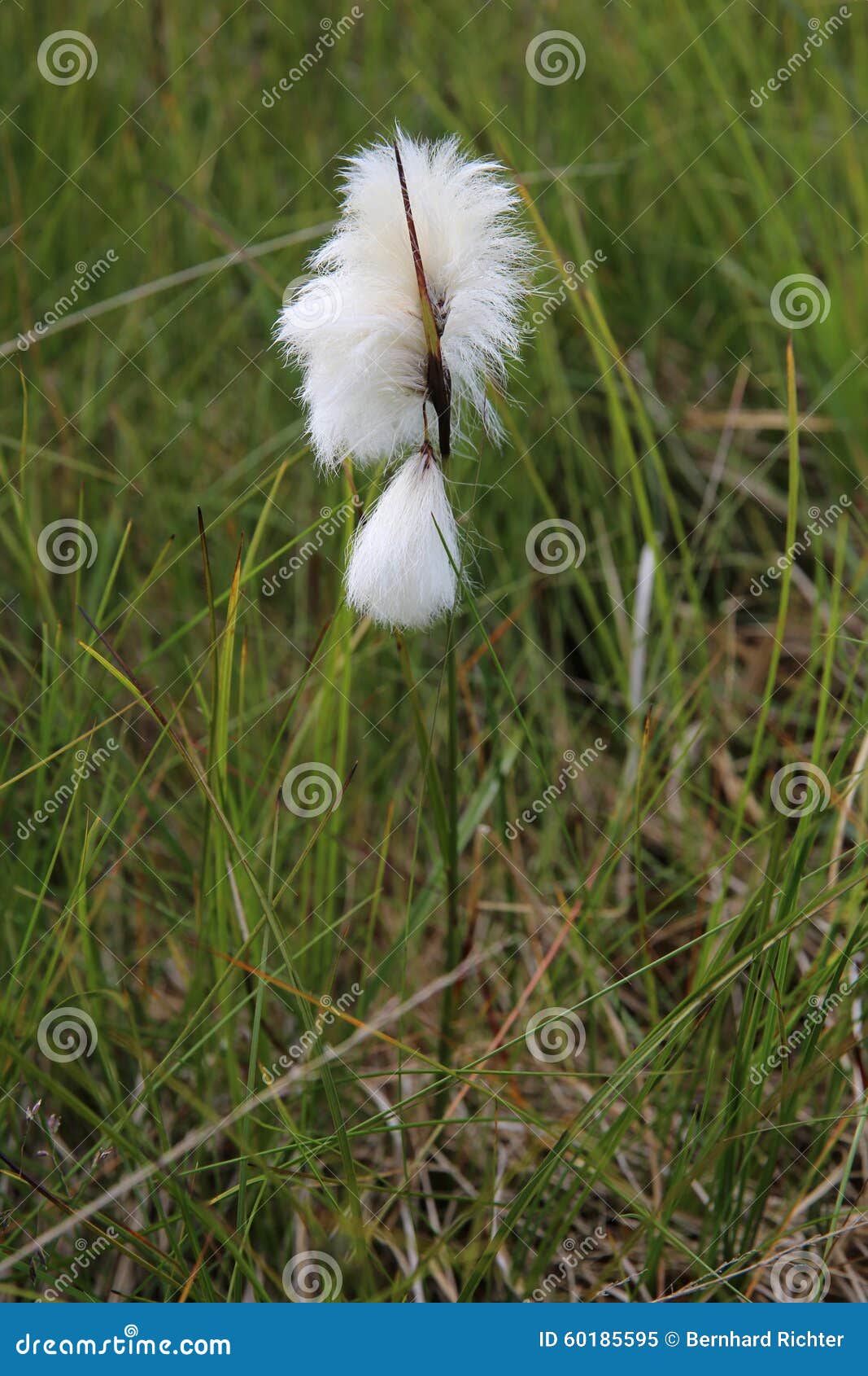 Cotton Grass stock image. Image of gras, floral, green 60185595