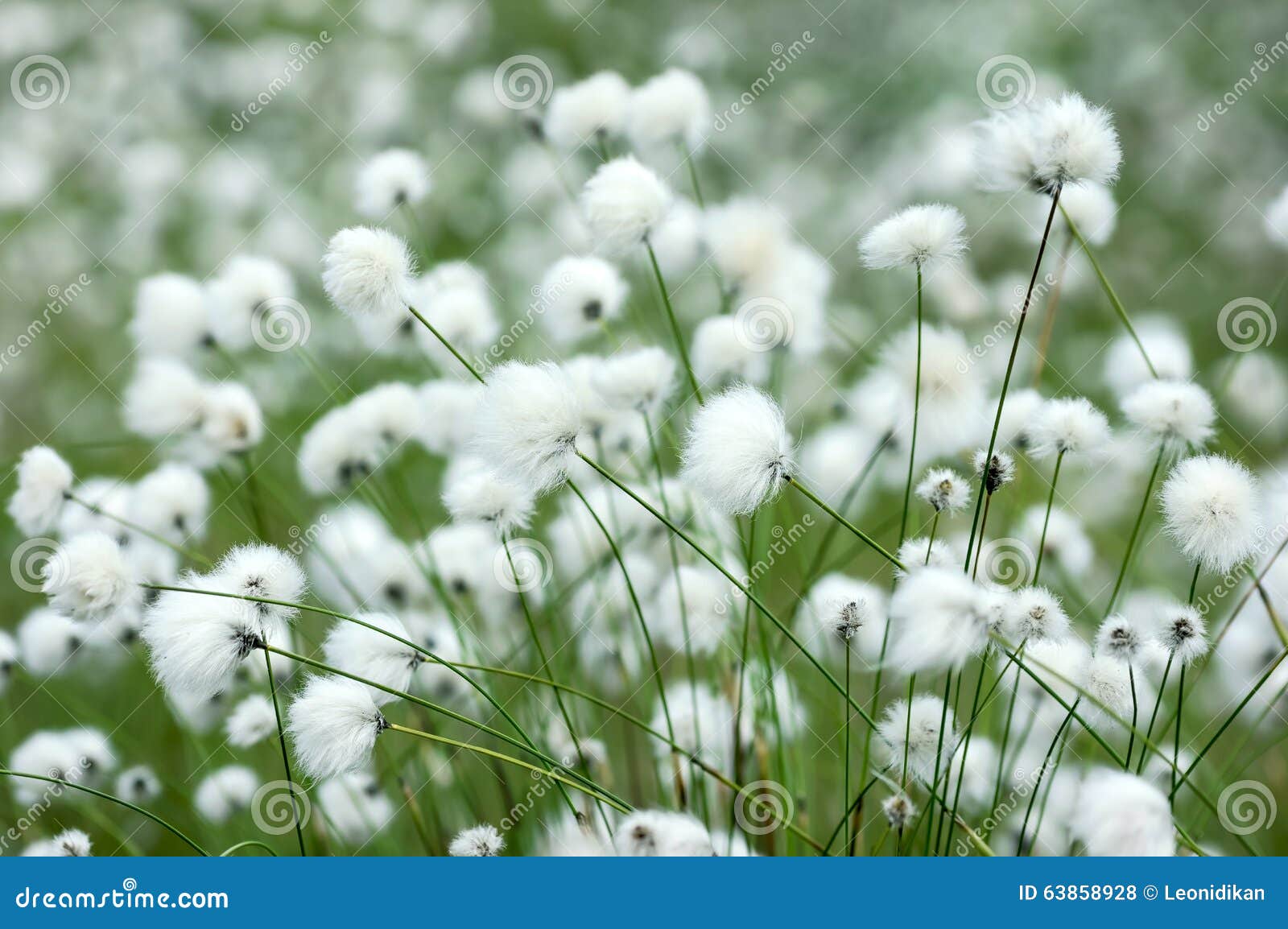 Cotton grass stock photo. Image of natural, north, peat 63858928