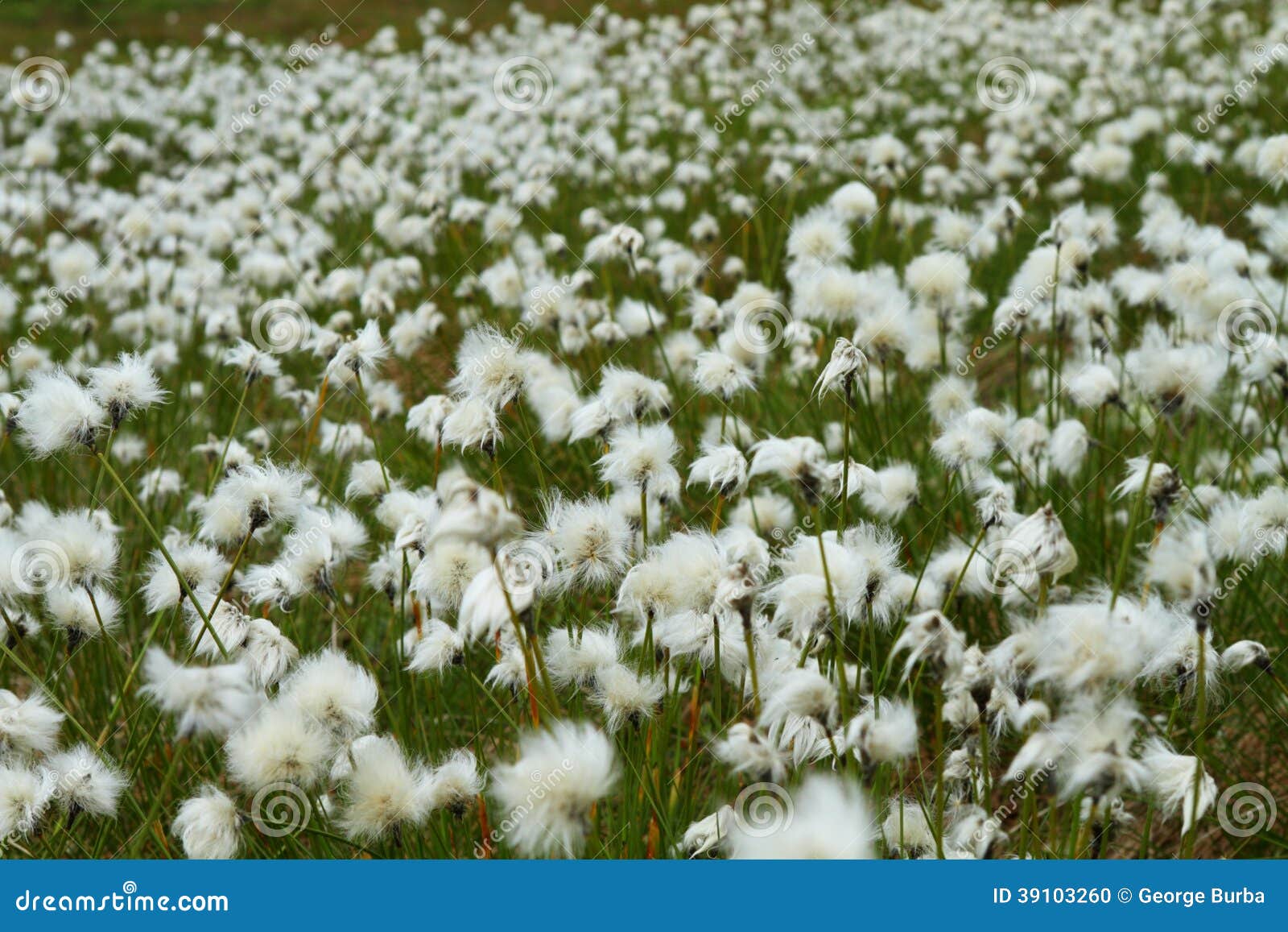 Cotton grass stock photo. Image of wildflower, meadow 39103260