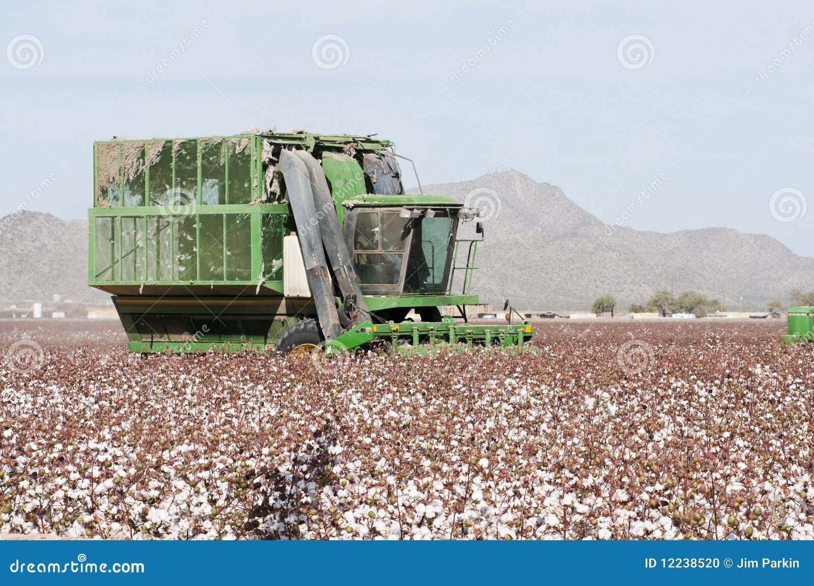 cotton harvest