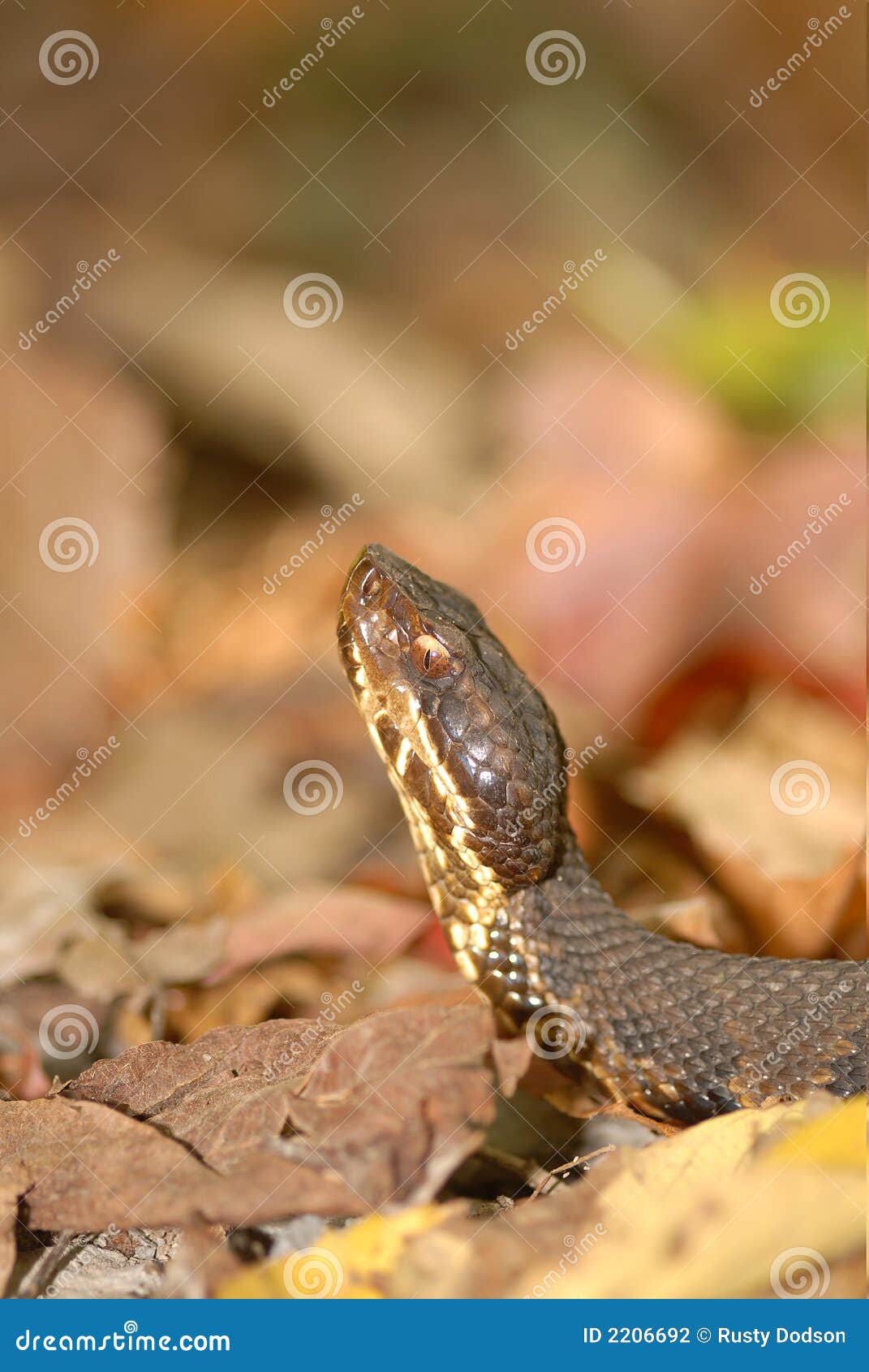 Cotton Mouth Water Moccasin Pit Viper Snake Agkistrodon Piscivo Stock