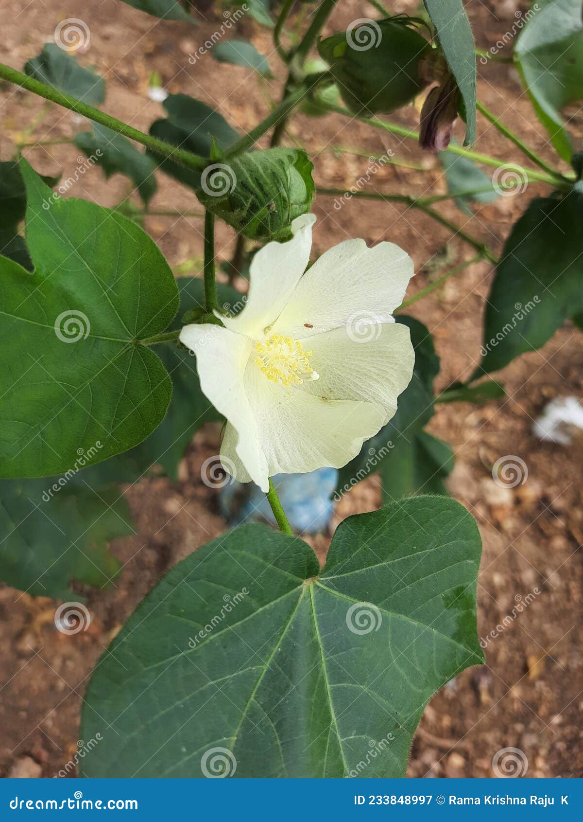 Cotton Pink Flower or Gossypium Barbadense Stock Image Image of