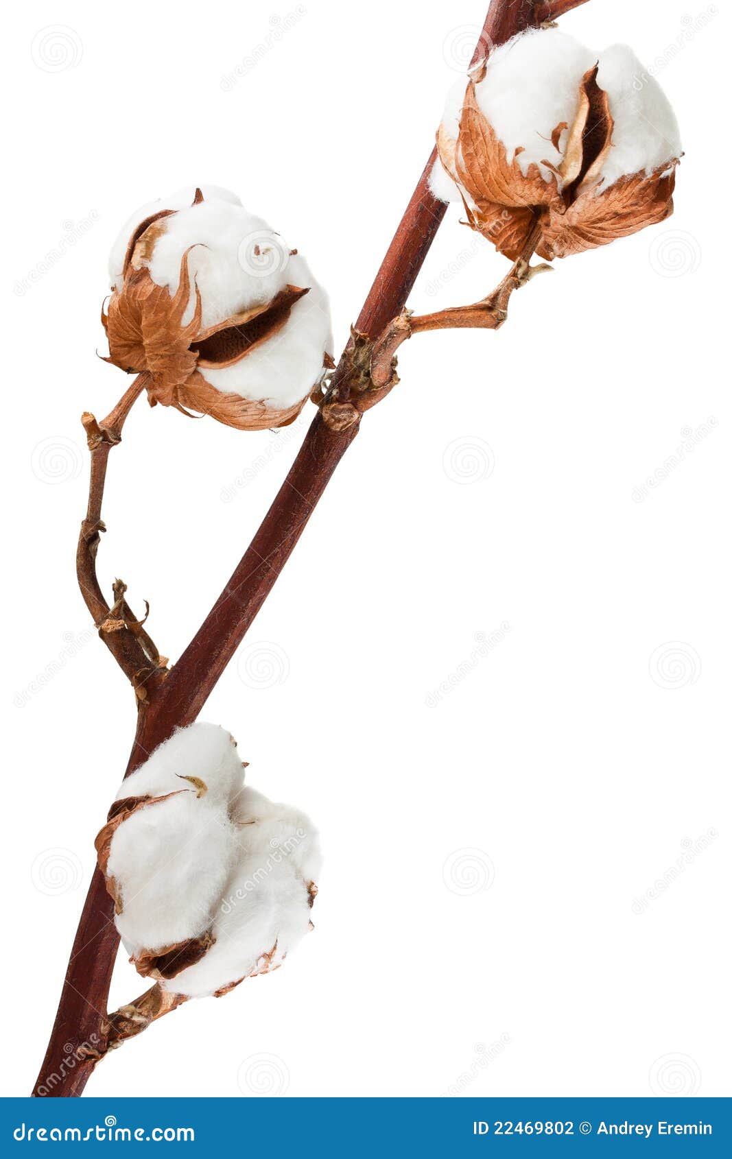 Cotton plant stock photo. Image of boll, color, plant 22469802