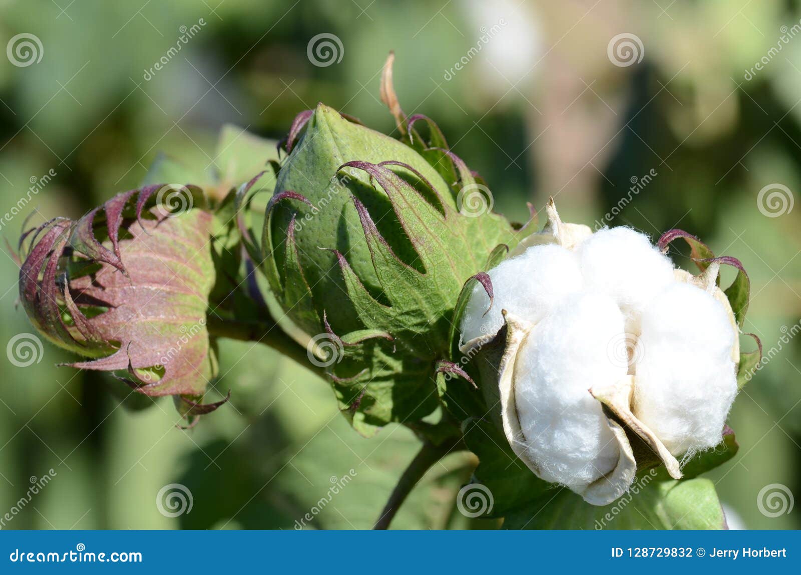 Cotton Plant stock photo. Image of white, marana, business - 128729832