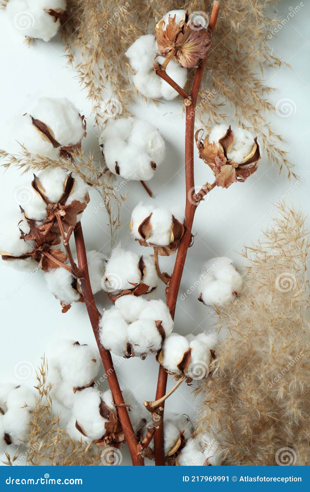 Cotton Plant Branches and Reeds on White Background Stock Image Image of flower, cotton 217969991