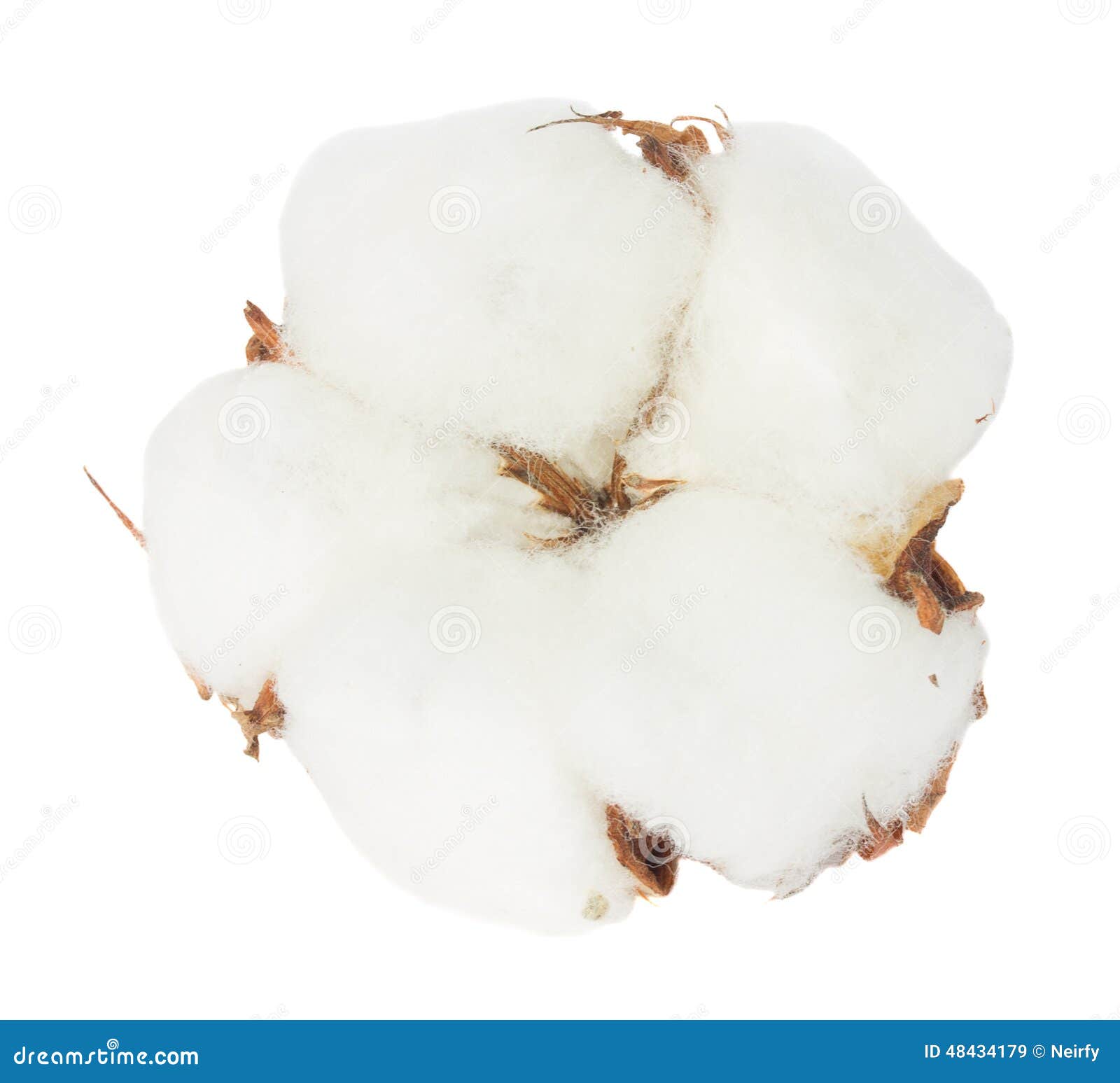 Cotton plant bud stock image. Image of ripe, isolated 48434179