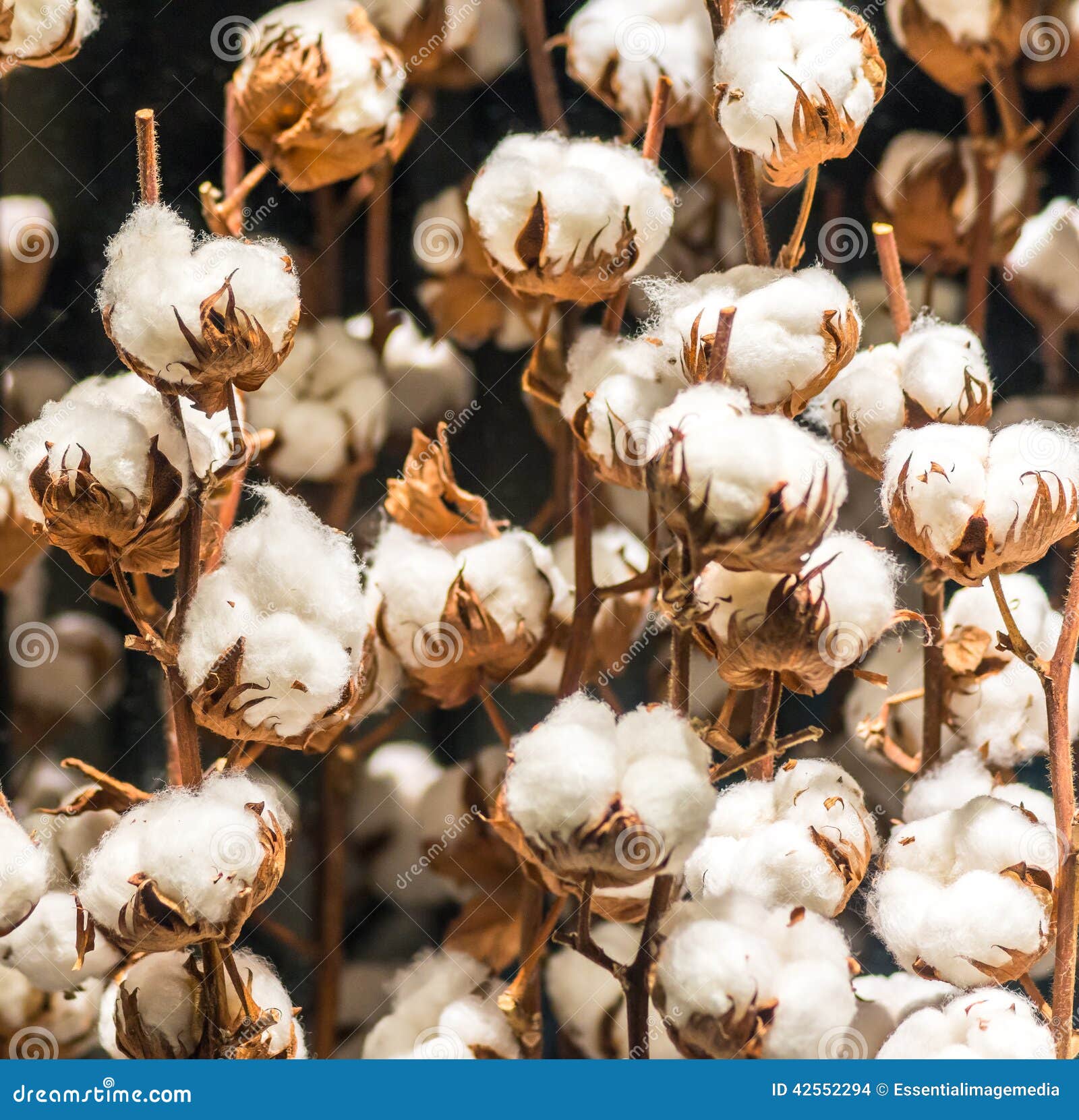 Cotton Plant with Buds stock photo. Image of ball, pure 42552294