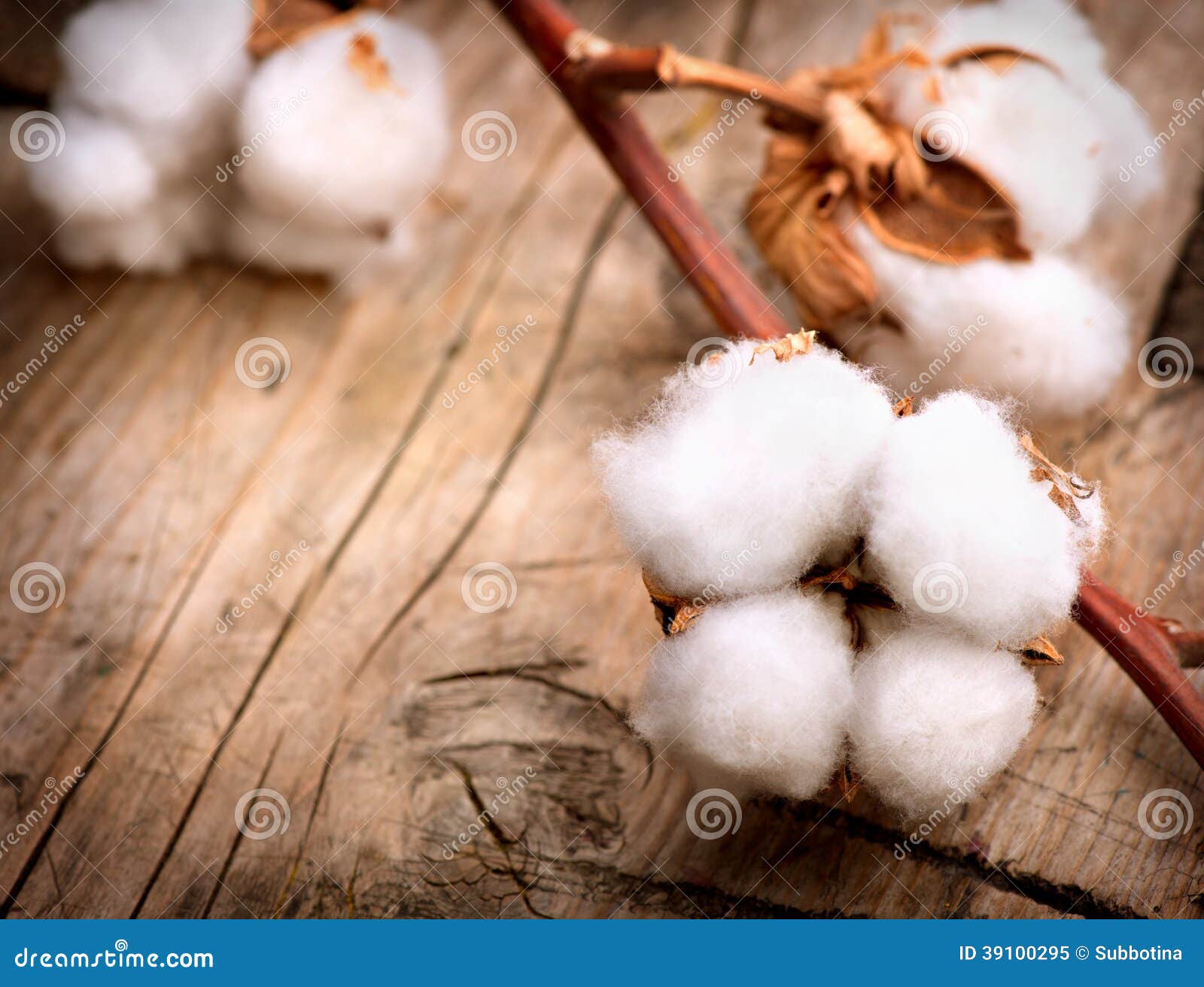 cotton plant buds over wood