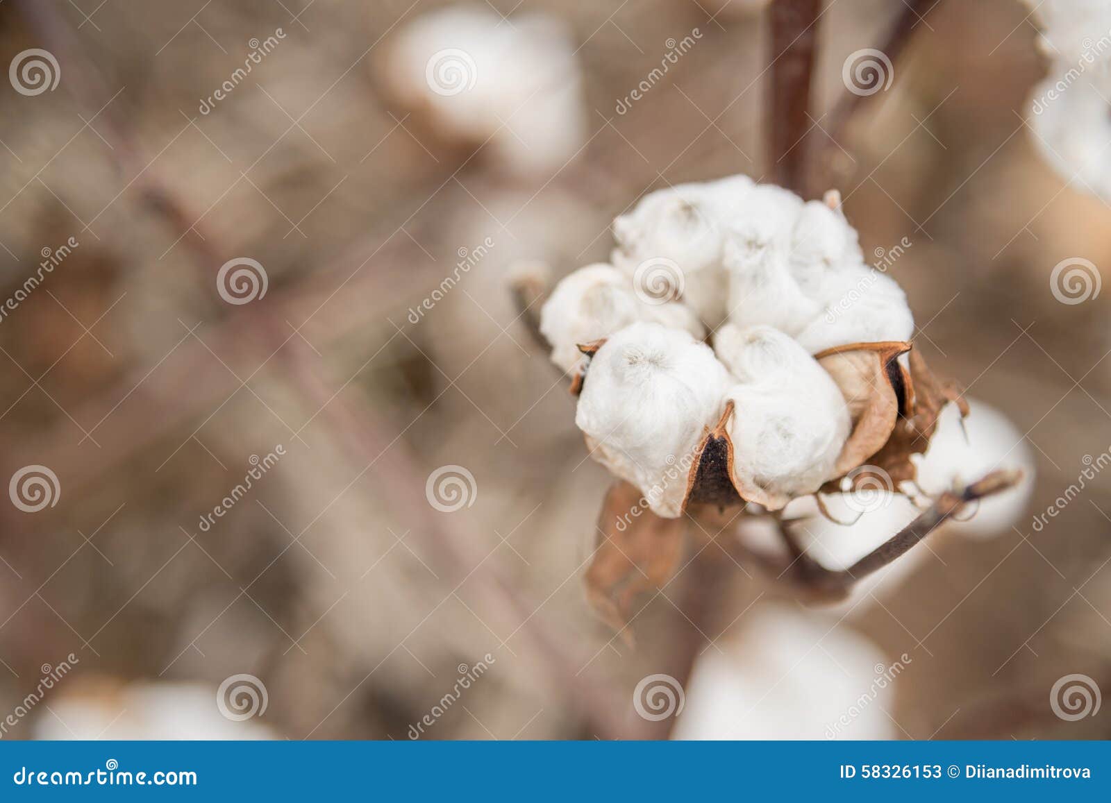 Cotton Plant stock image. Image of agriculture, seed 58326153