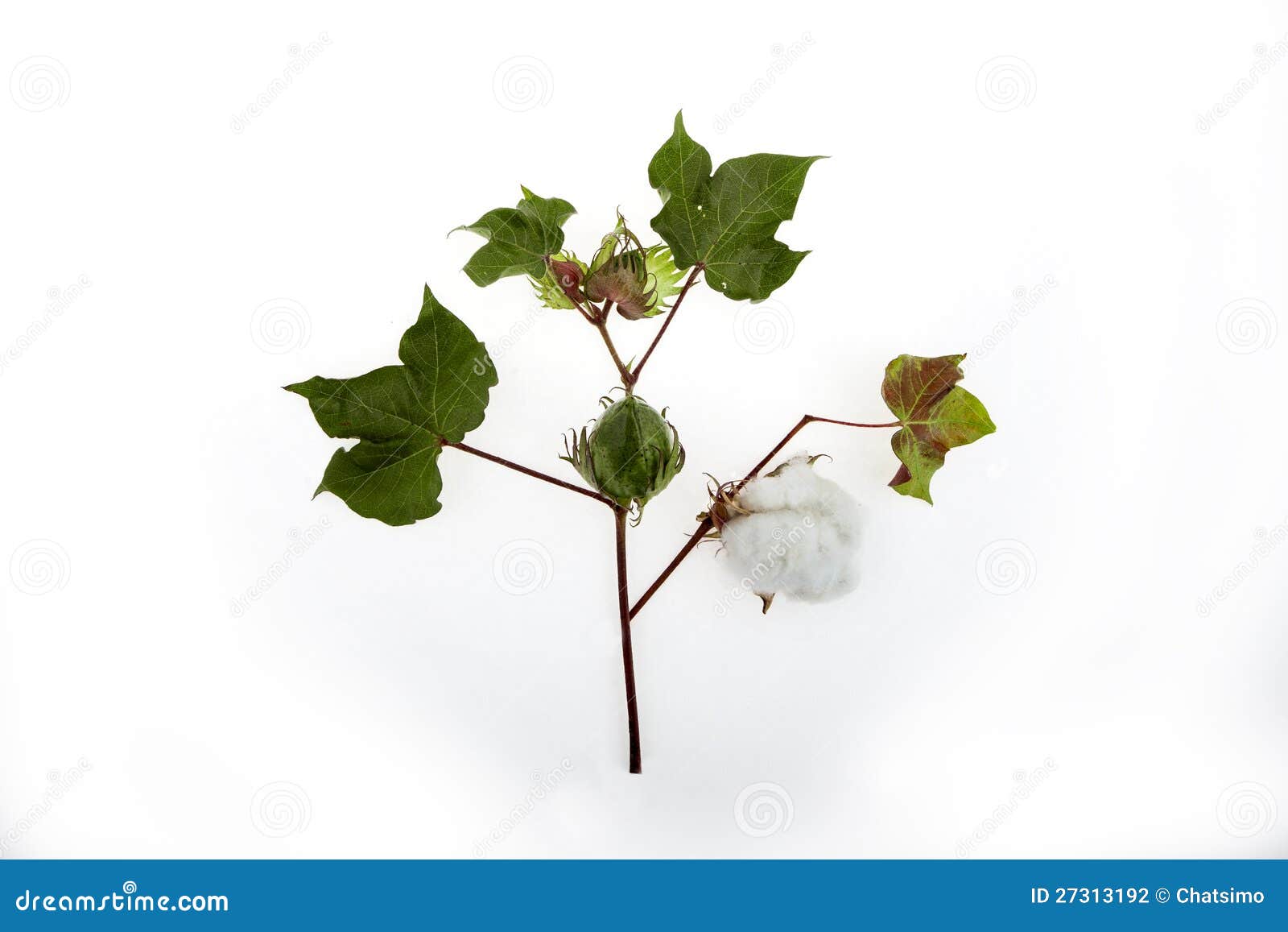 Cotton Plant Closeup in Studio Stock Photo Image of macro, quality