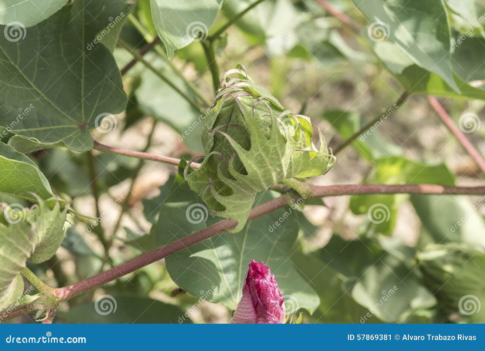 Cotton plant, cotton buds stock image. Image of field 57869381