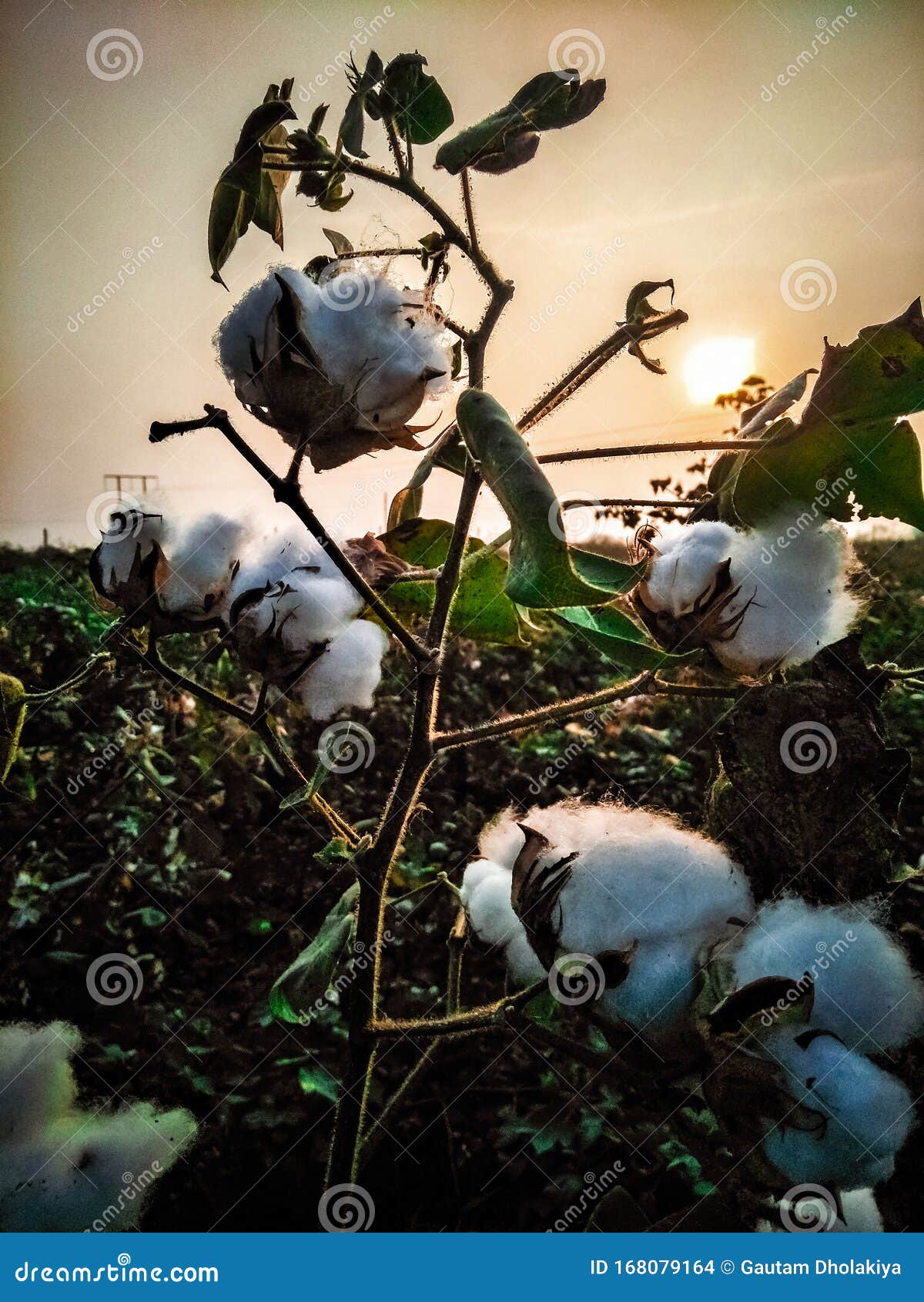 Cotton plant at farm. stock photo. Image of sunrise 168079164