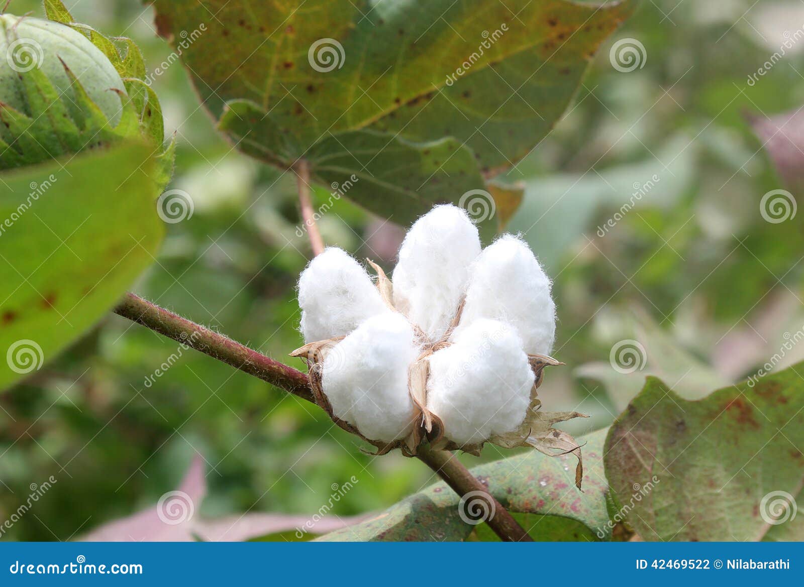 Cotton Plant Stock Photo - Image: 42469522