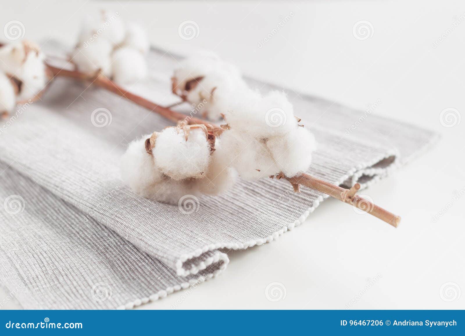 Cotton Plant Flower Branch On White Background Stock Photo ...