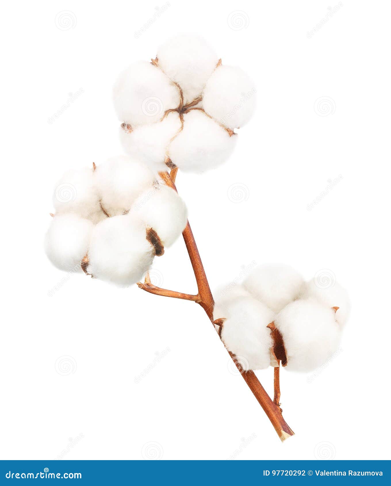 cotton plant flower 