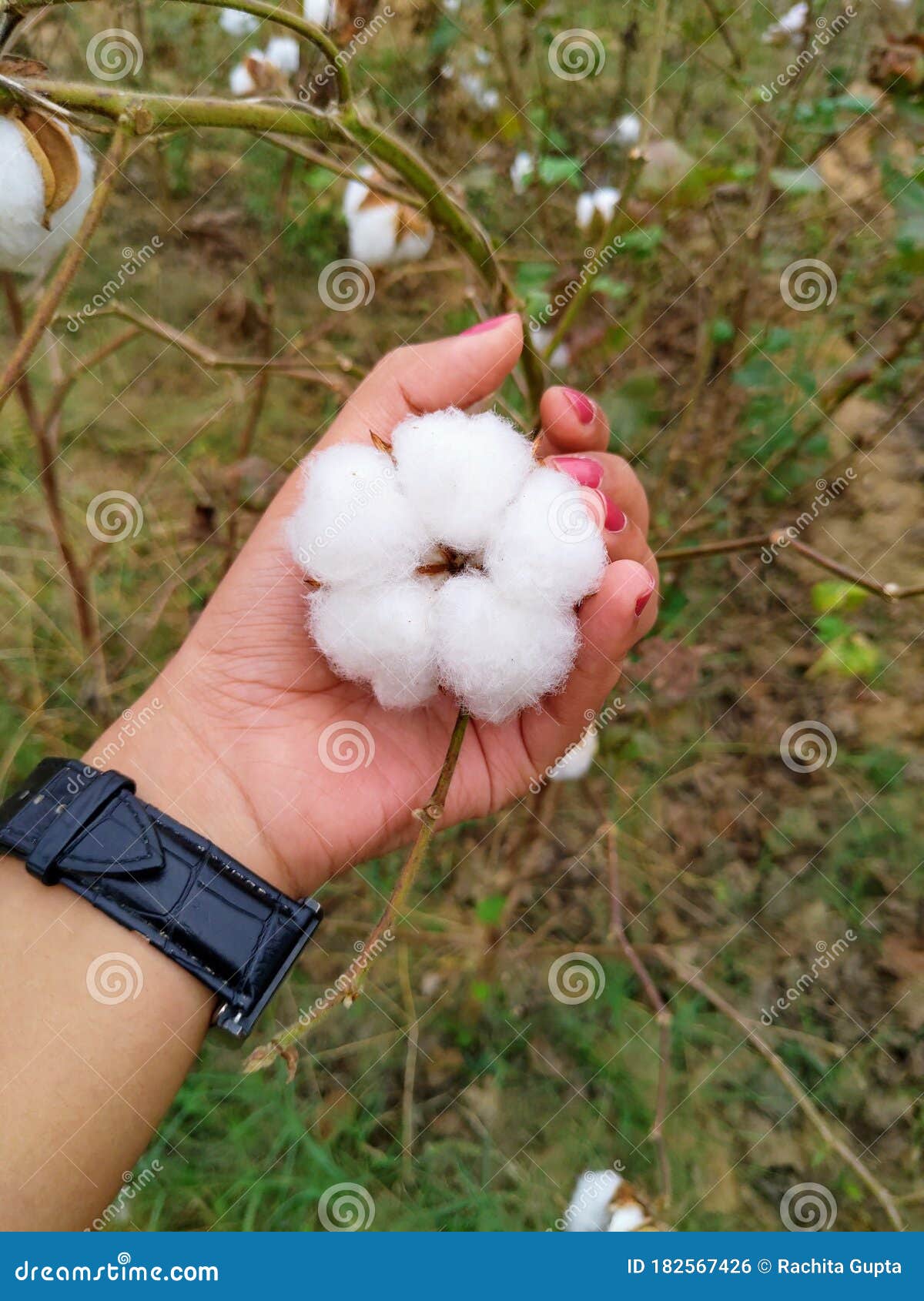 Cotton Plant, Cotton Flower, Kapaas Stock Photo Image of agriculture