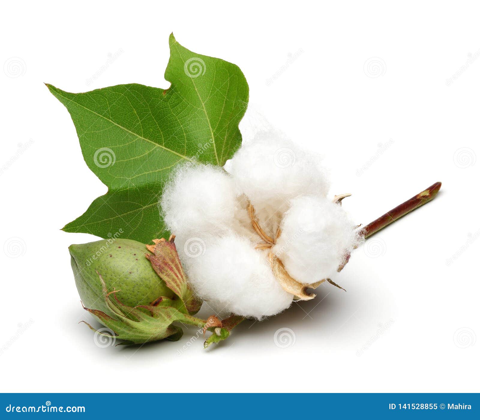 Cotton Plant Image Gallery