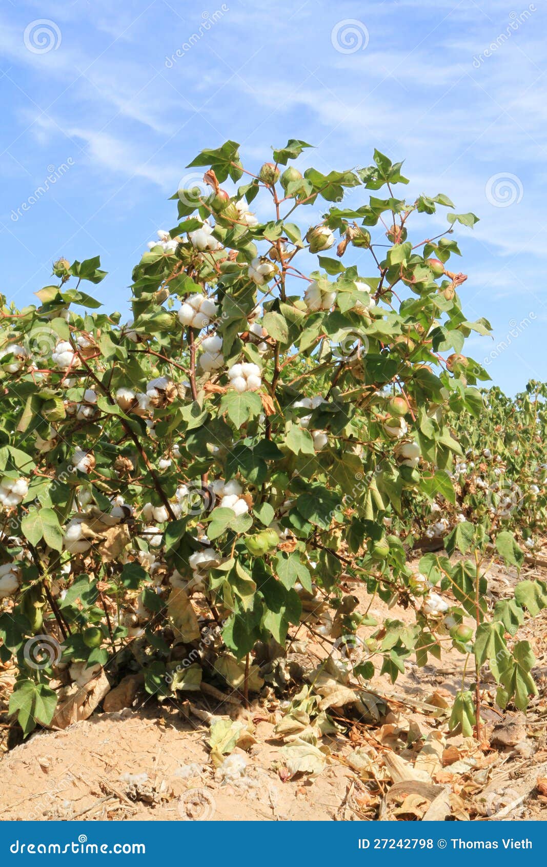 Cotton Plant at Irrigation Ditch Stock Photo Image of flower, cotton